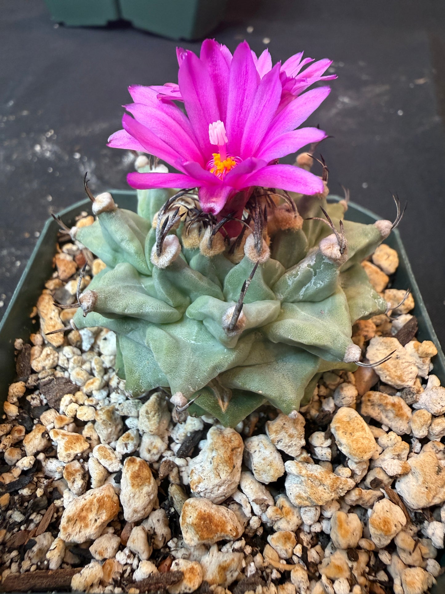 Turbinicarpus alonsoi large 1213