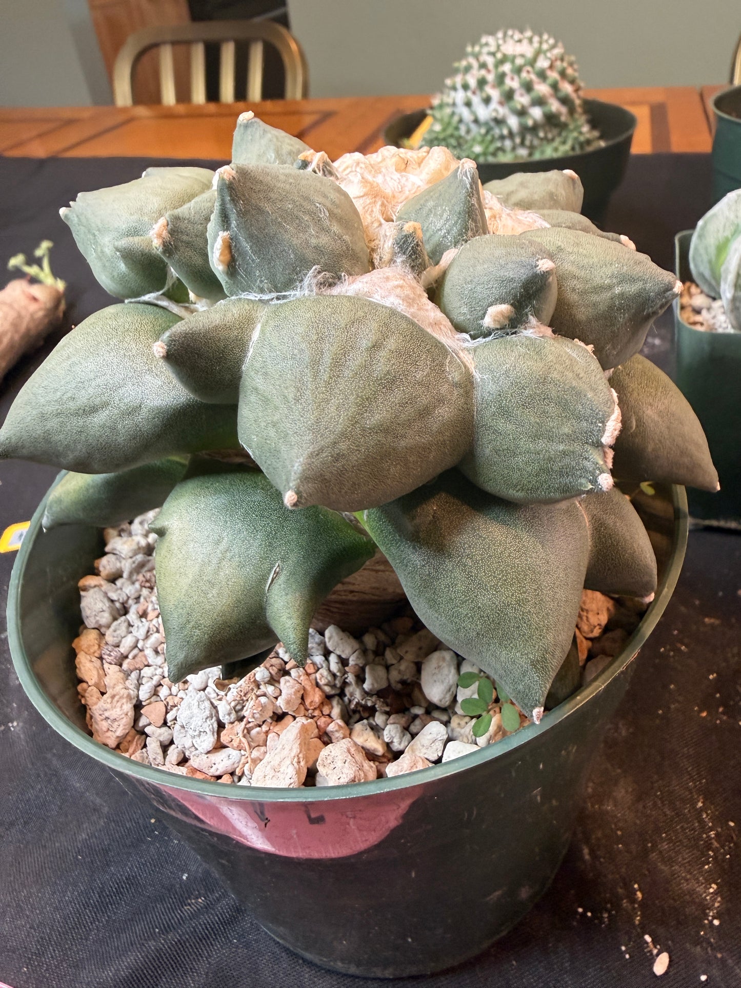 Ariocarpus maruibo trifinger specimen large seed grown 1301