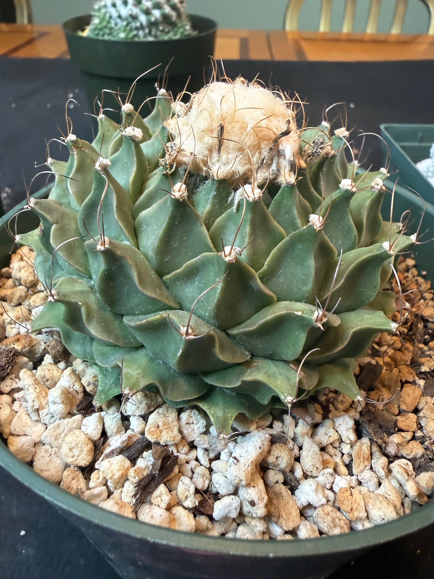 Obregonia denegrii specimen size 4425