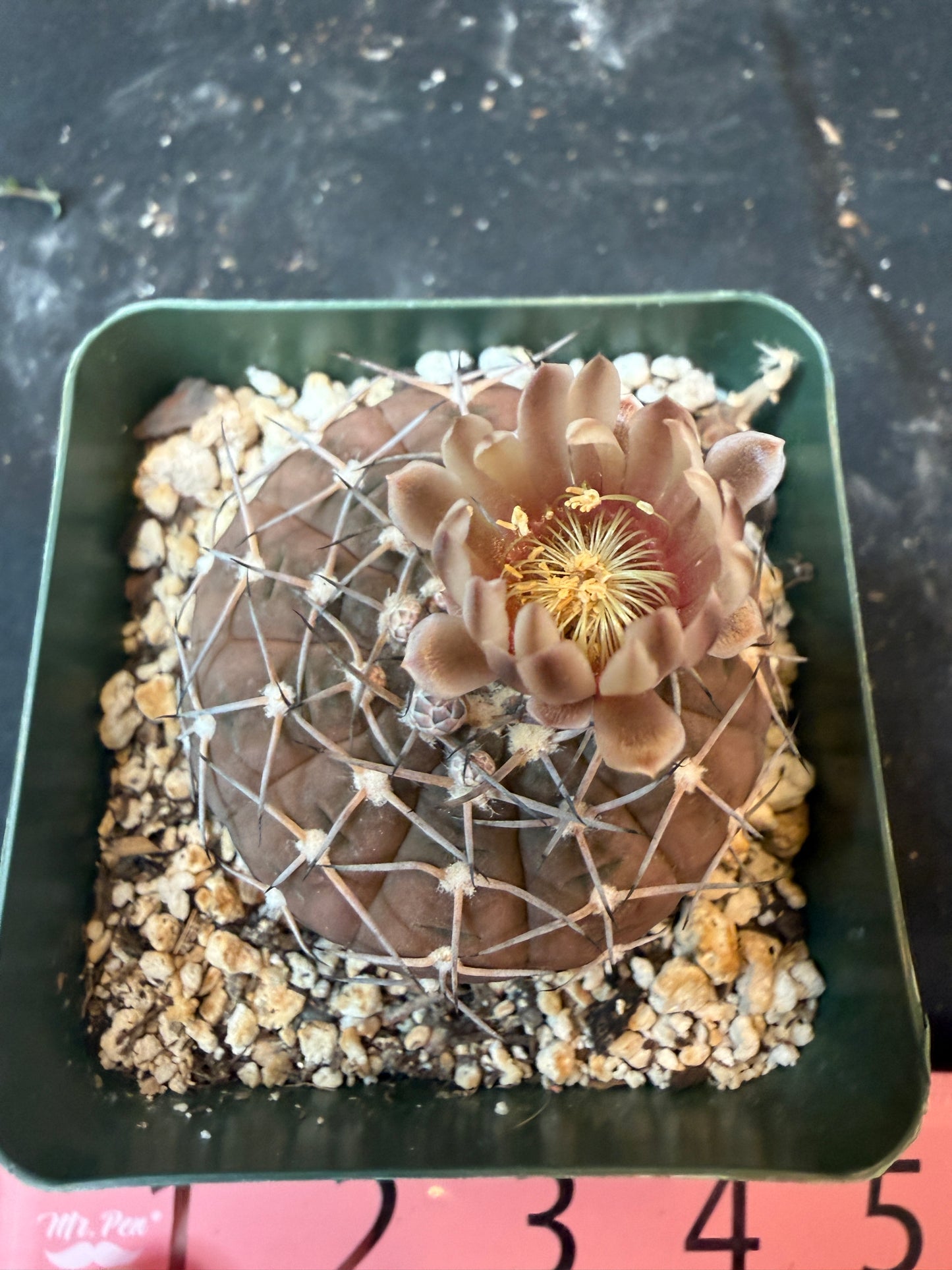 Gymnocalycium asterium 850 rare