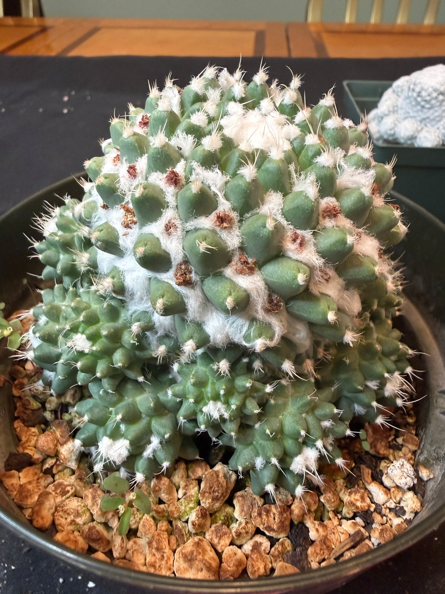 Mammillaria erusamu large many pups 1490