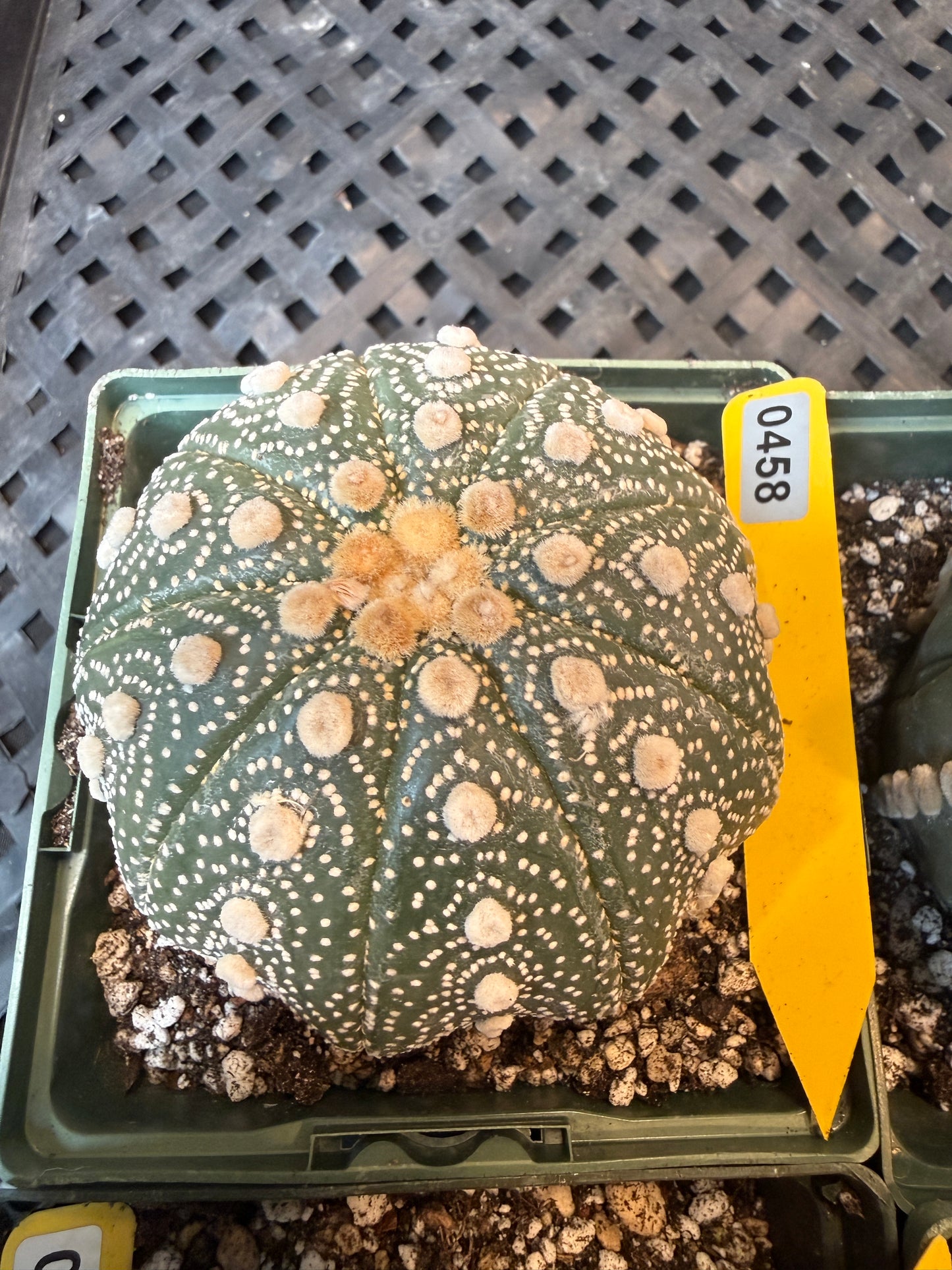 Astrophytum asterias large 458