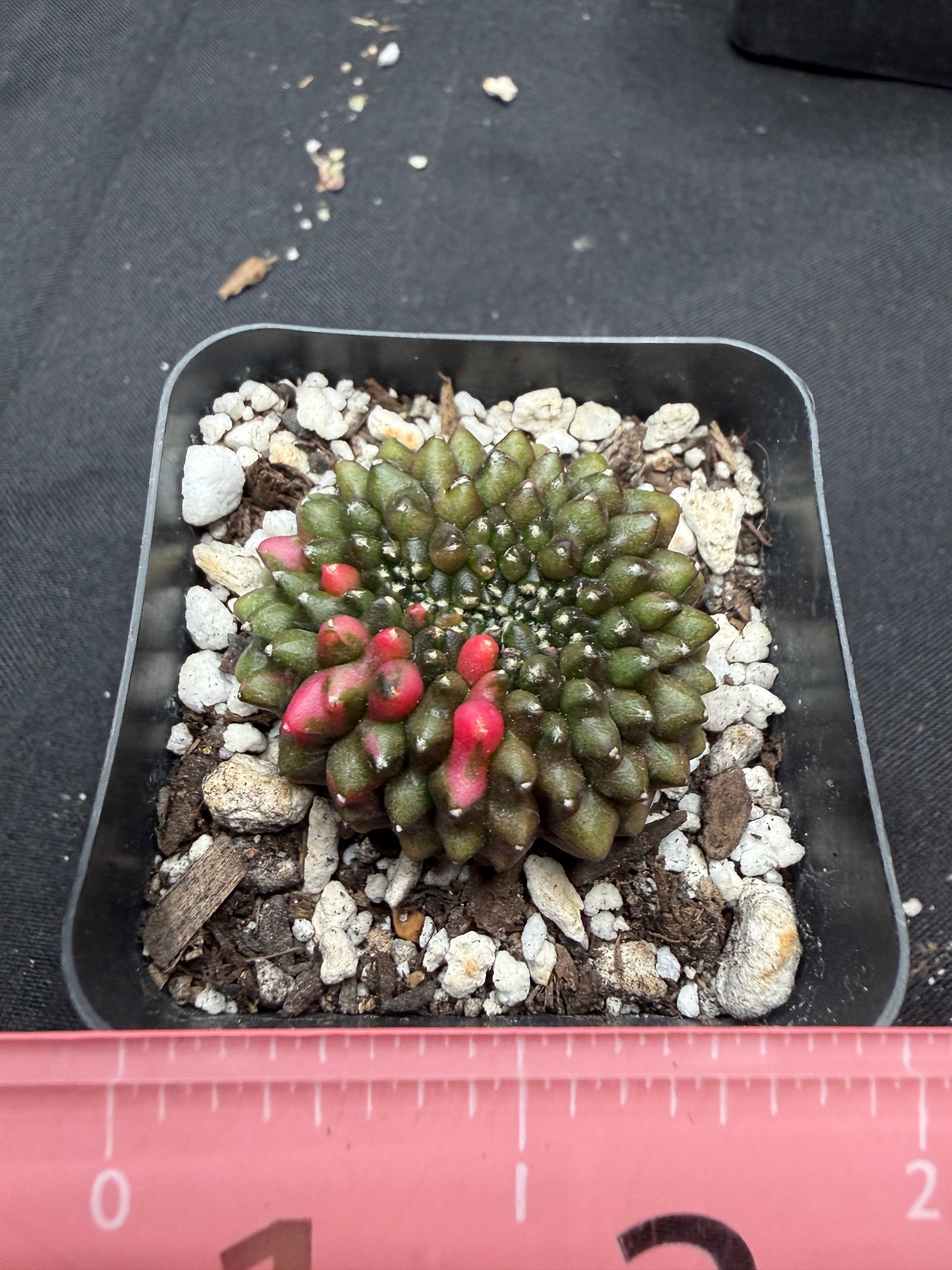 Gymnocalycium variegated inermis crest 520