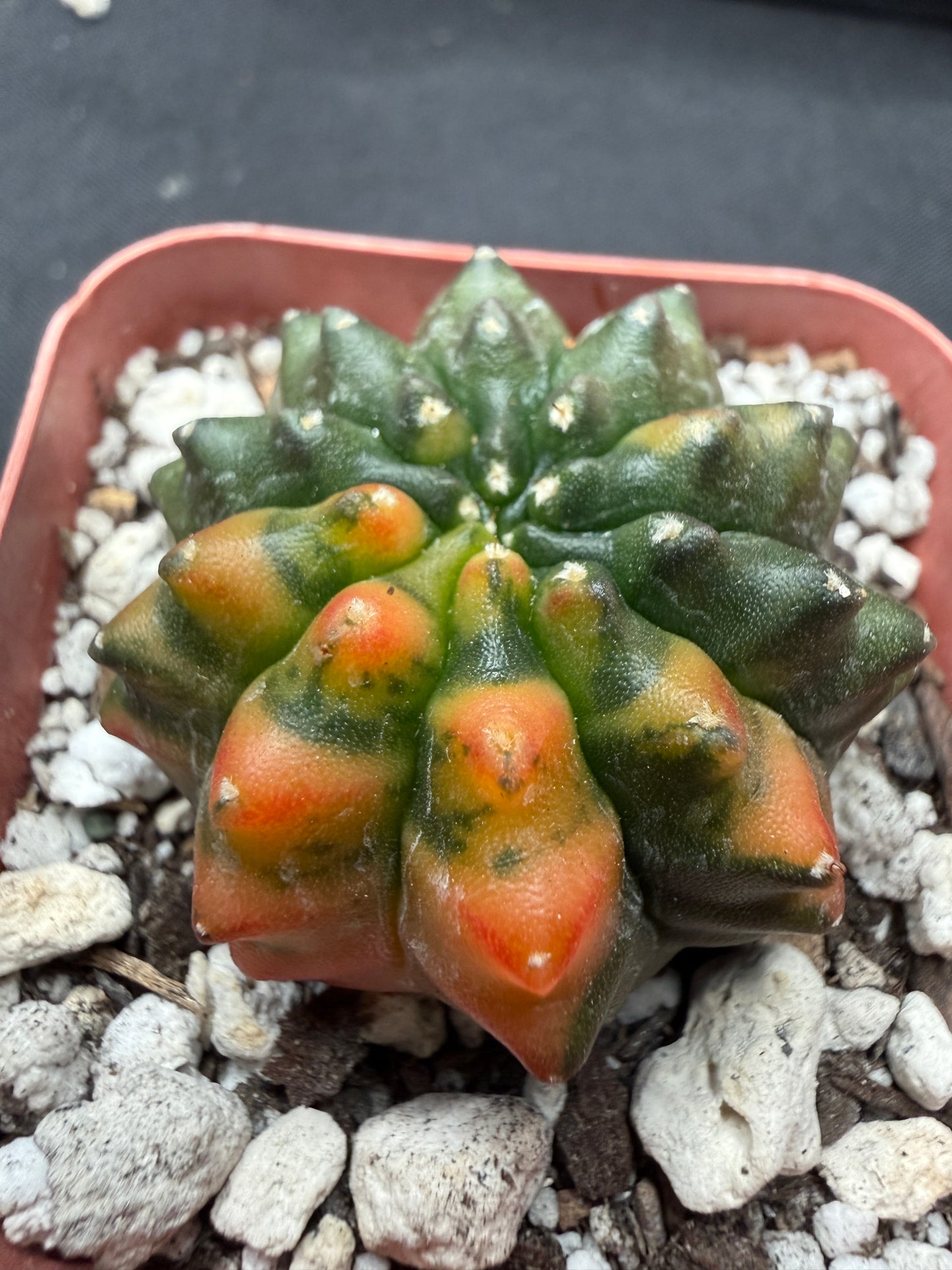 Gymnocalycium variegated inermis crest 1138