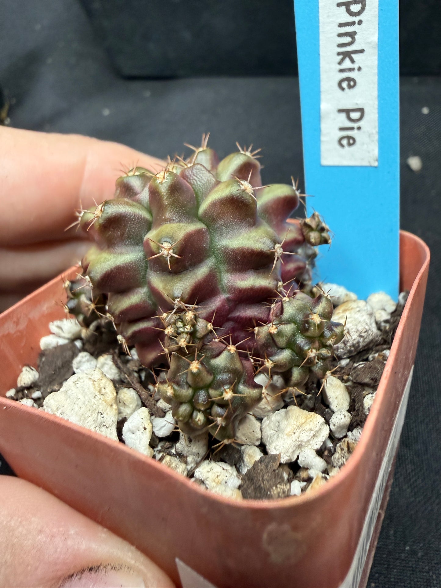 Gymnocalycium cultivar “pinkie pie” 1894