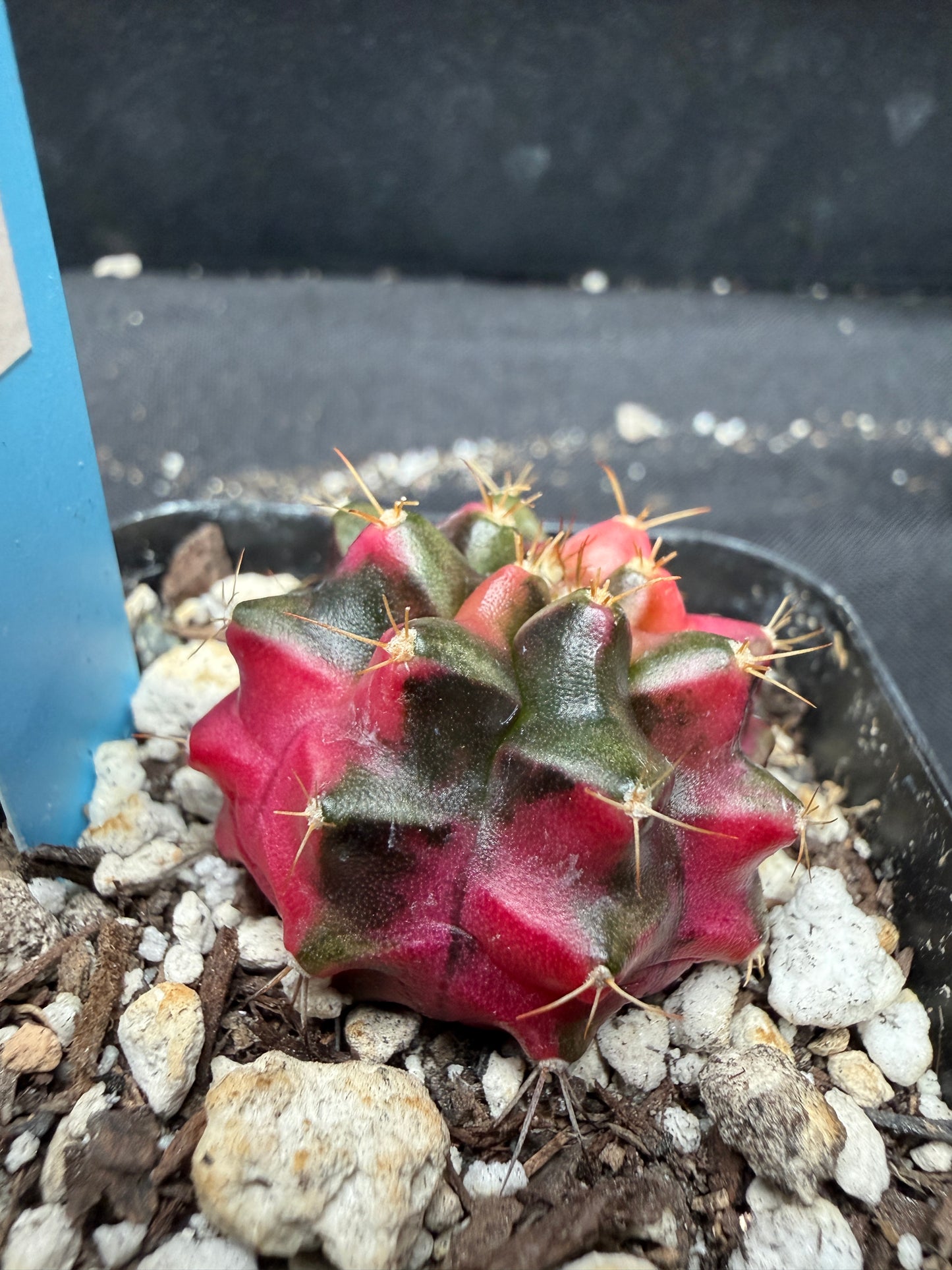 Gymnocalycium cultivar “ruby” 1065