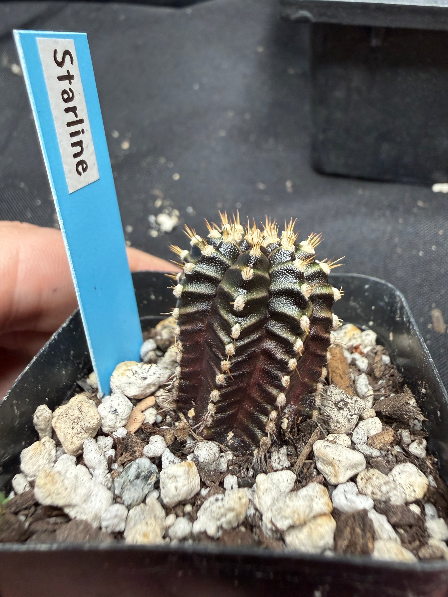 Gymnocalycium cultivar “starline” 765