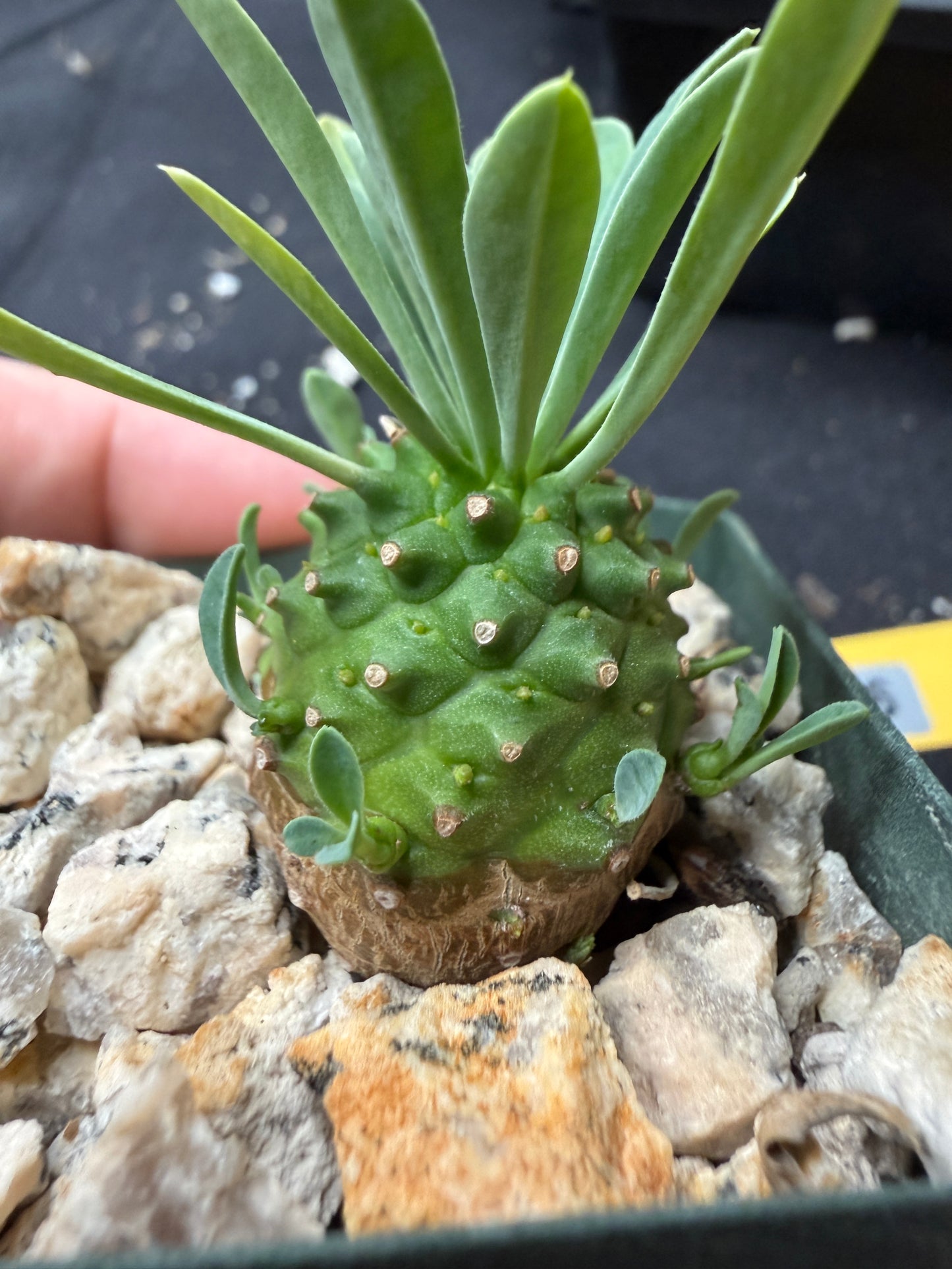 Euphorbia japonica 646