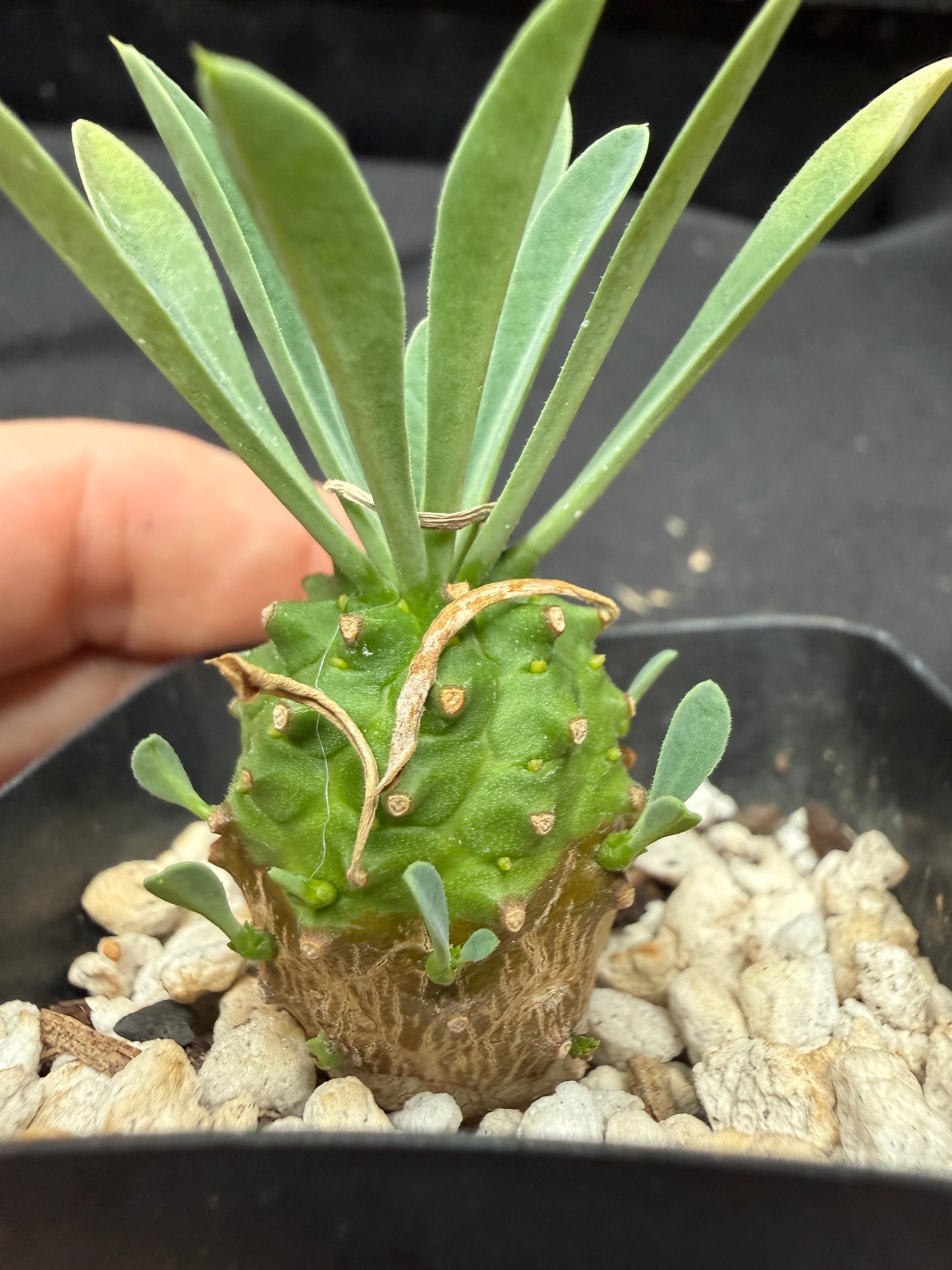 Euphorbia japonica 703