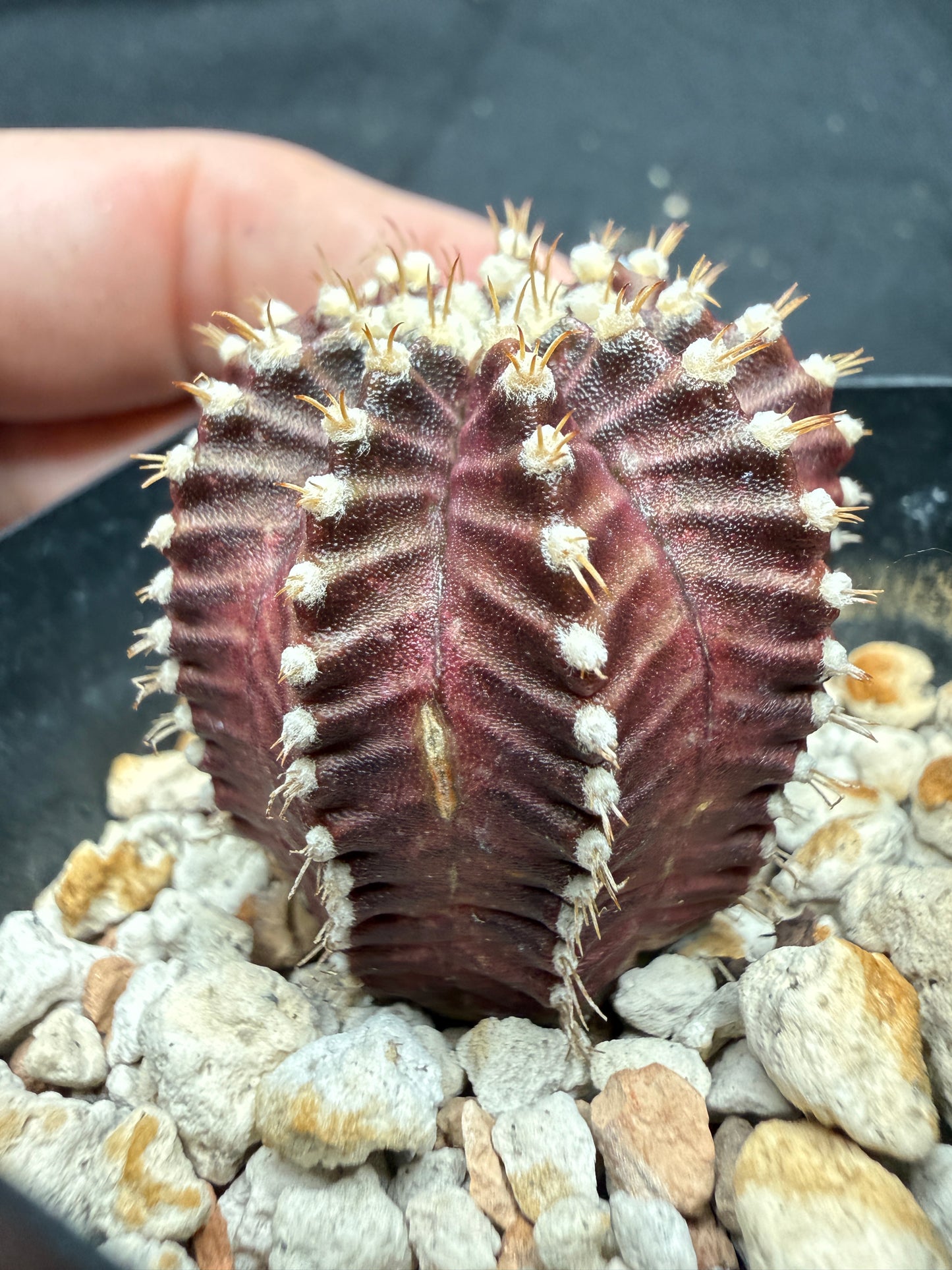 Gymnocalycium cultivar “red wine”