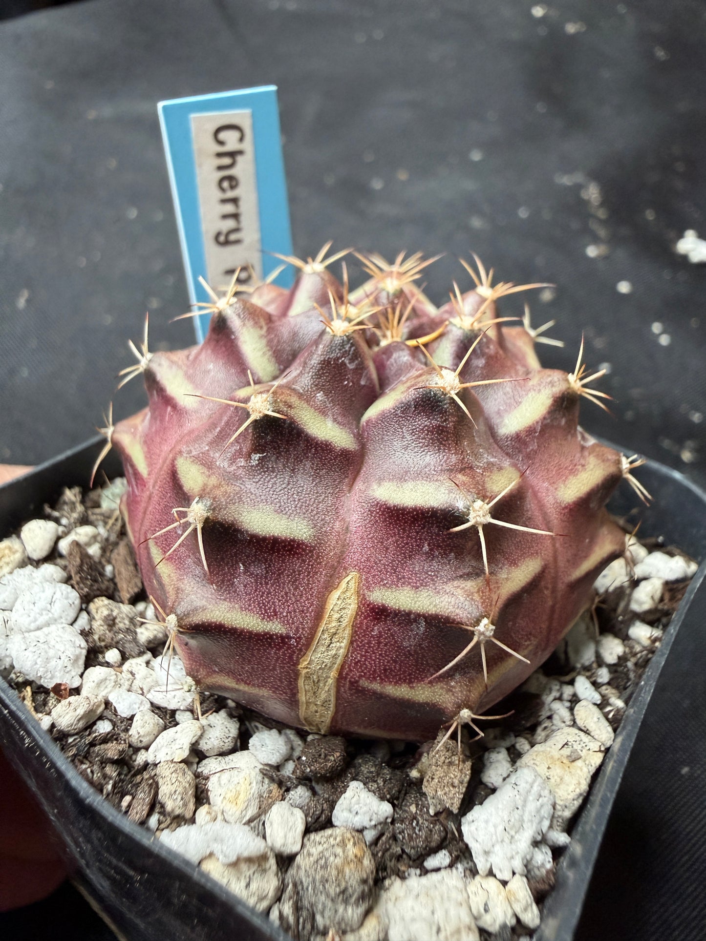 Gymnocalycium cultivar “cherry pie” 1191