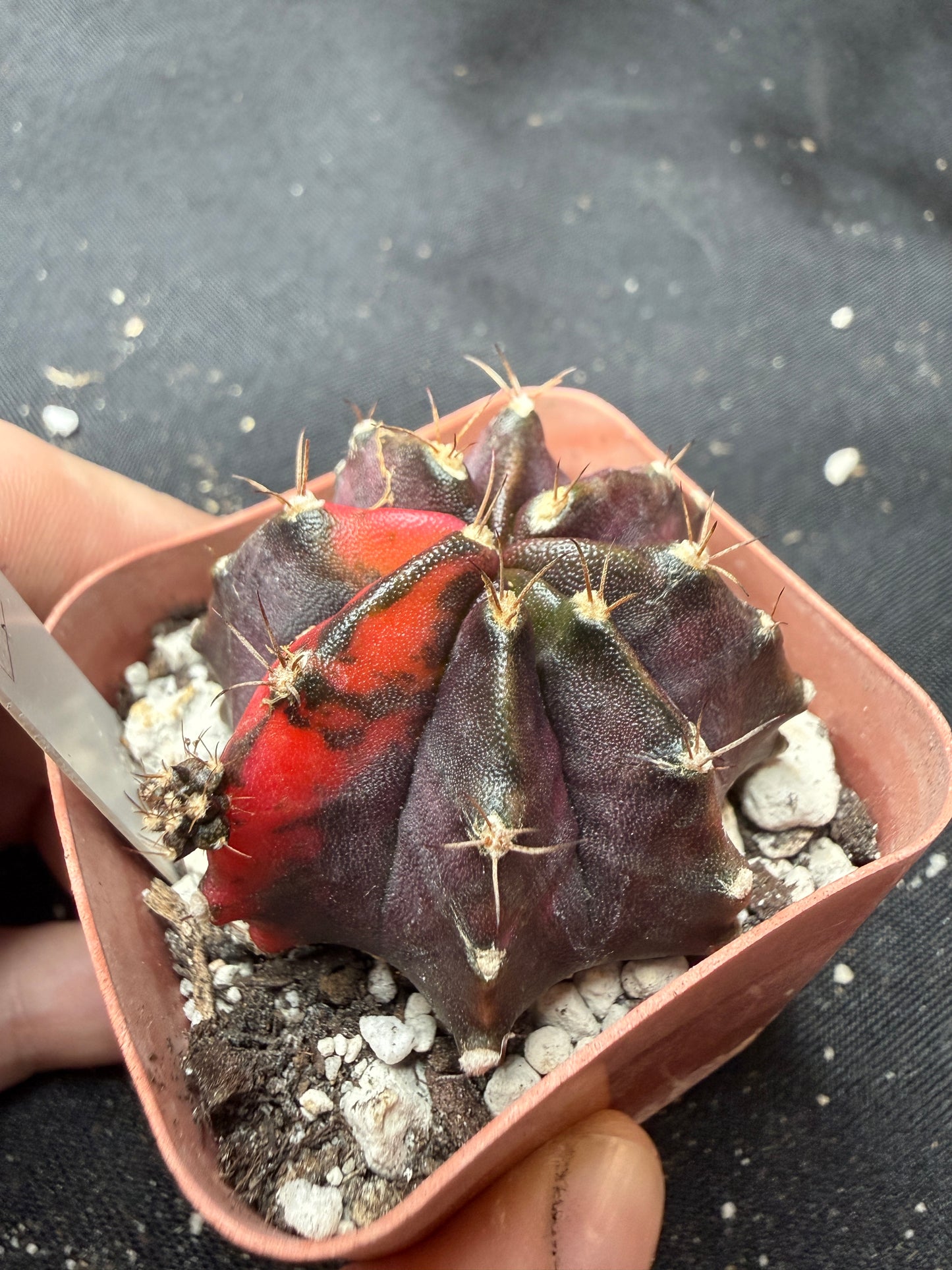 Gymnocalycium cultivar “black pearl” 405
