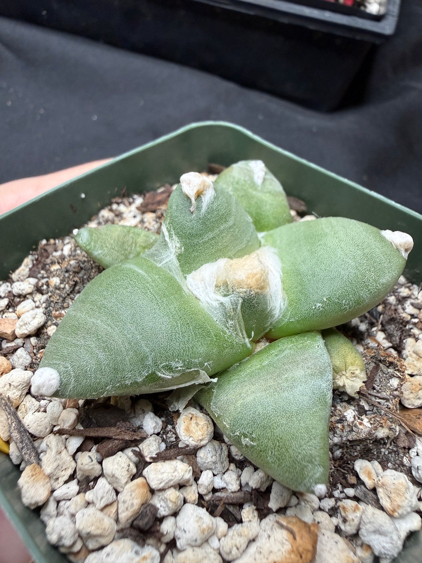 Ariocarpus furfuraceous 1434
