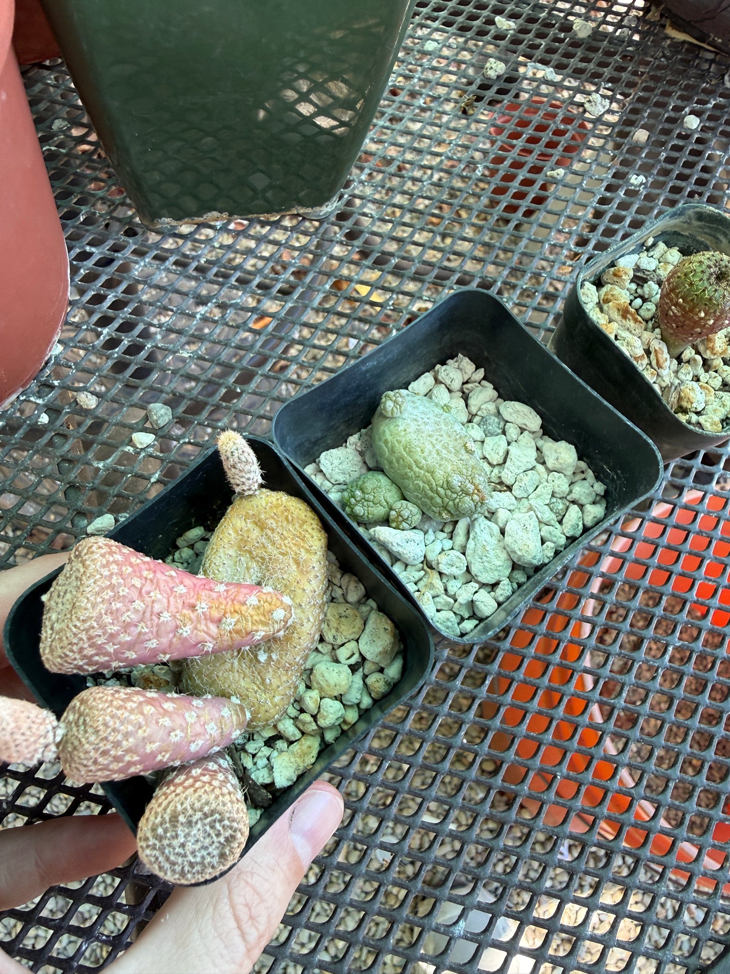 Plants for Allan