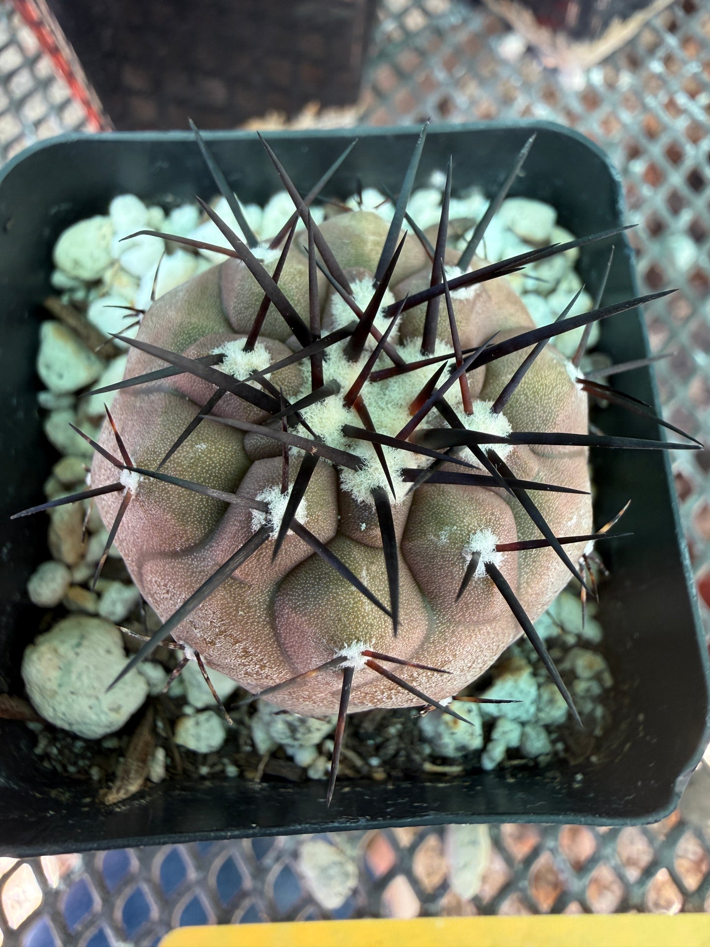 Copiapoa cinerea 4422