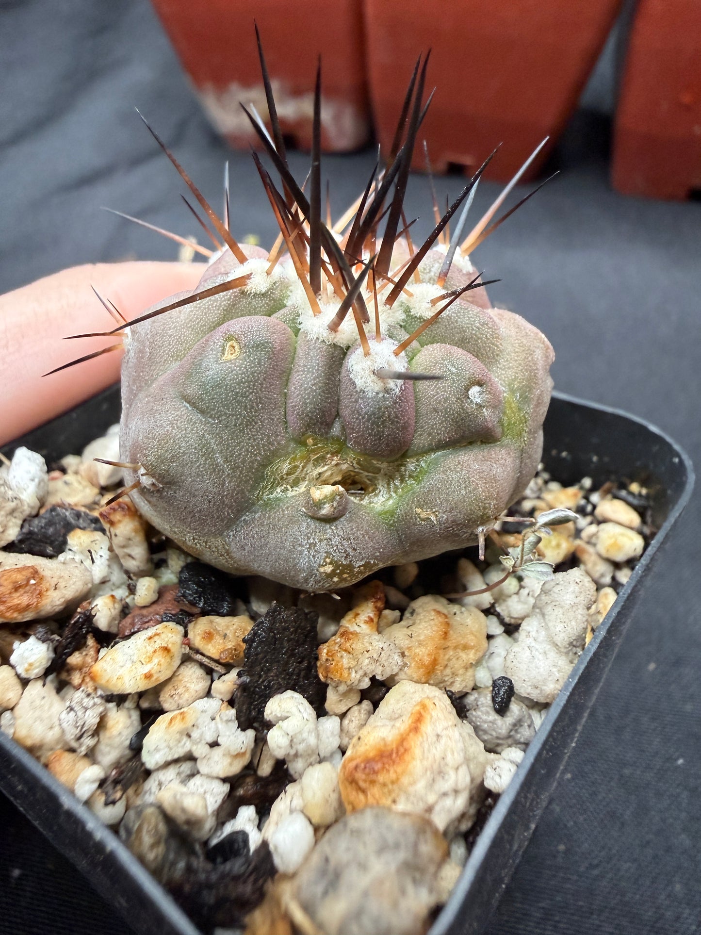 Copiapoa Cinerea with character 804