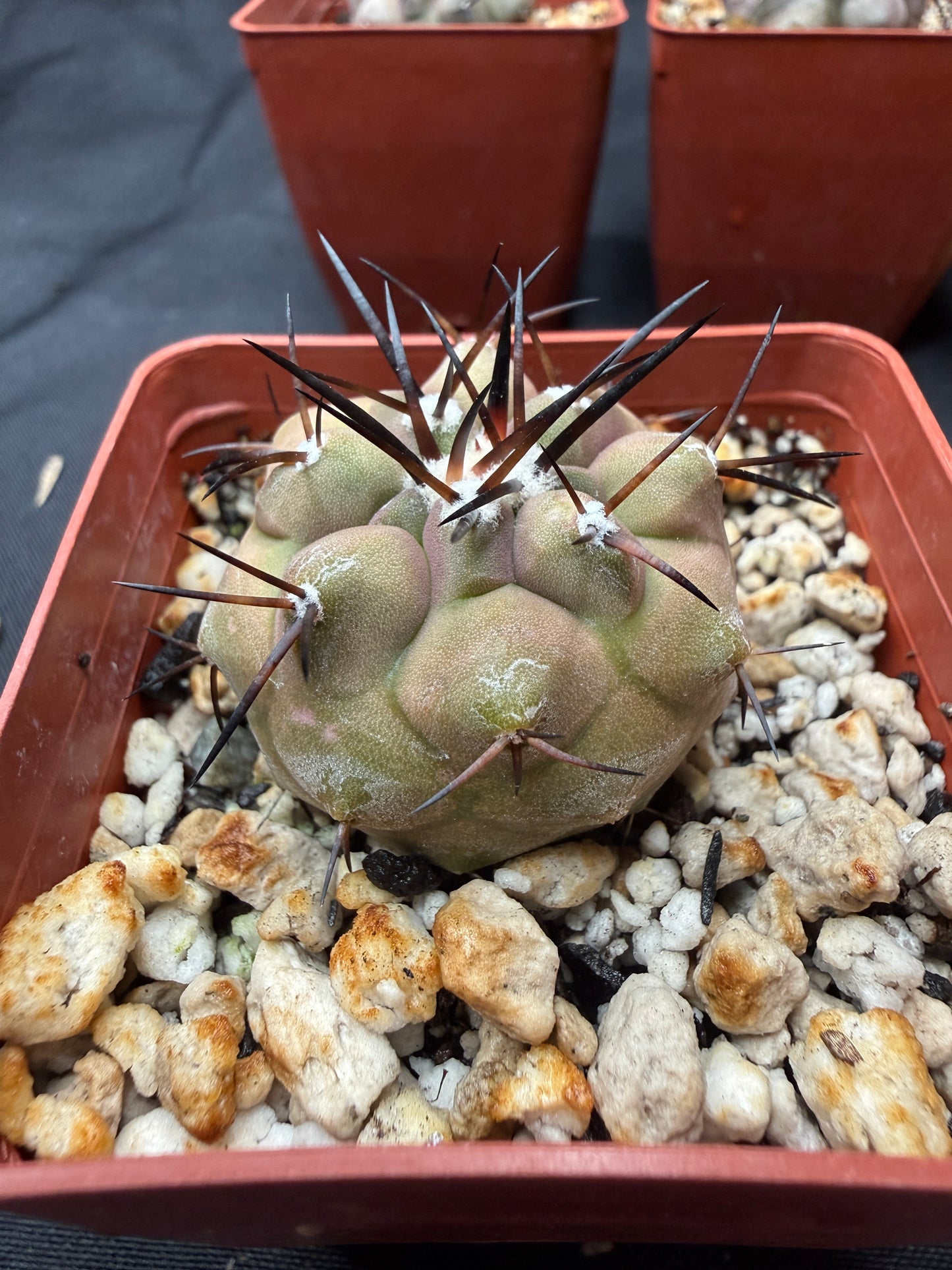 Copiapoa cinerea 816