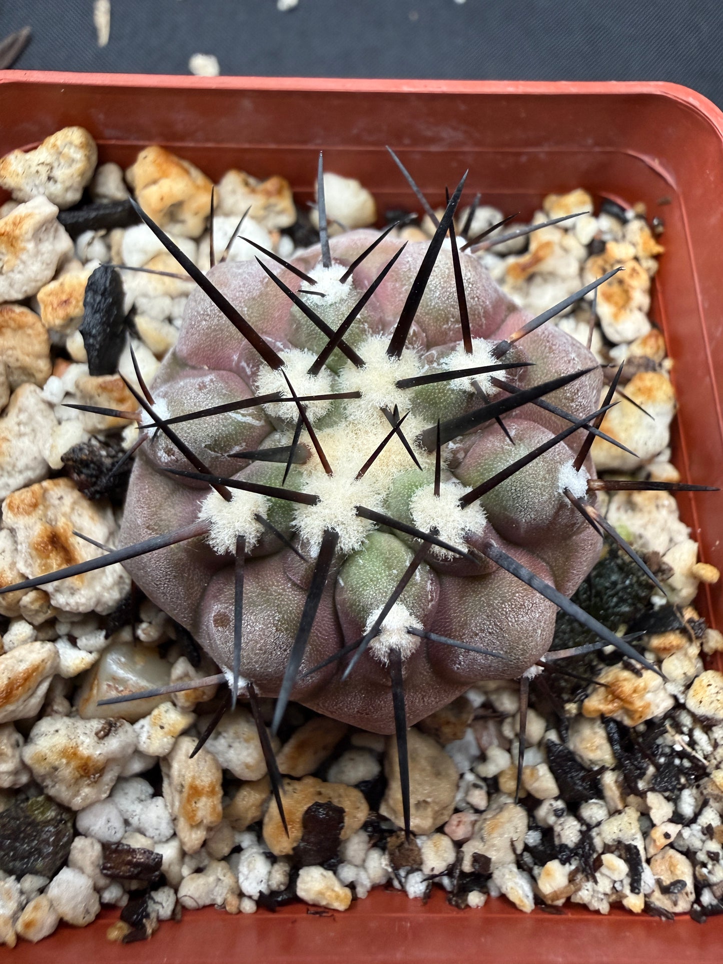 Copiapoa cinerea 805