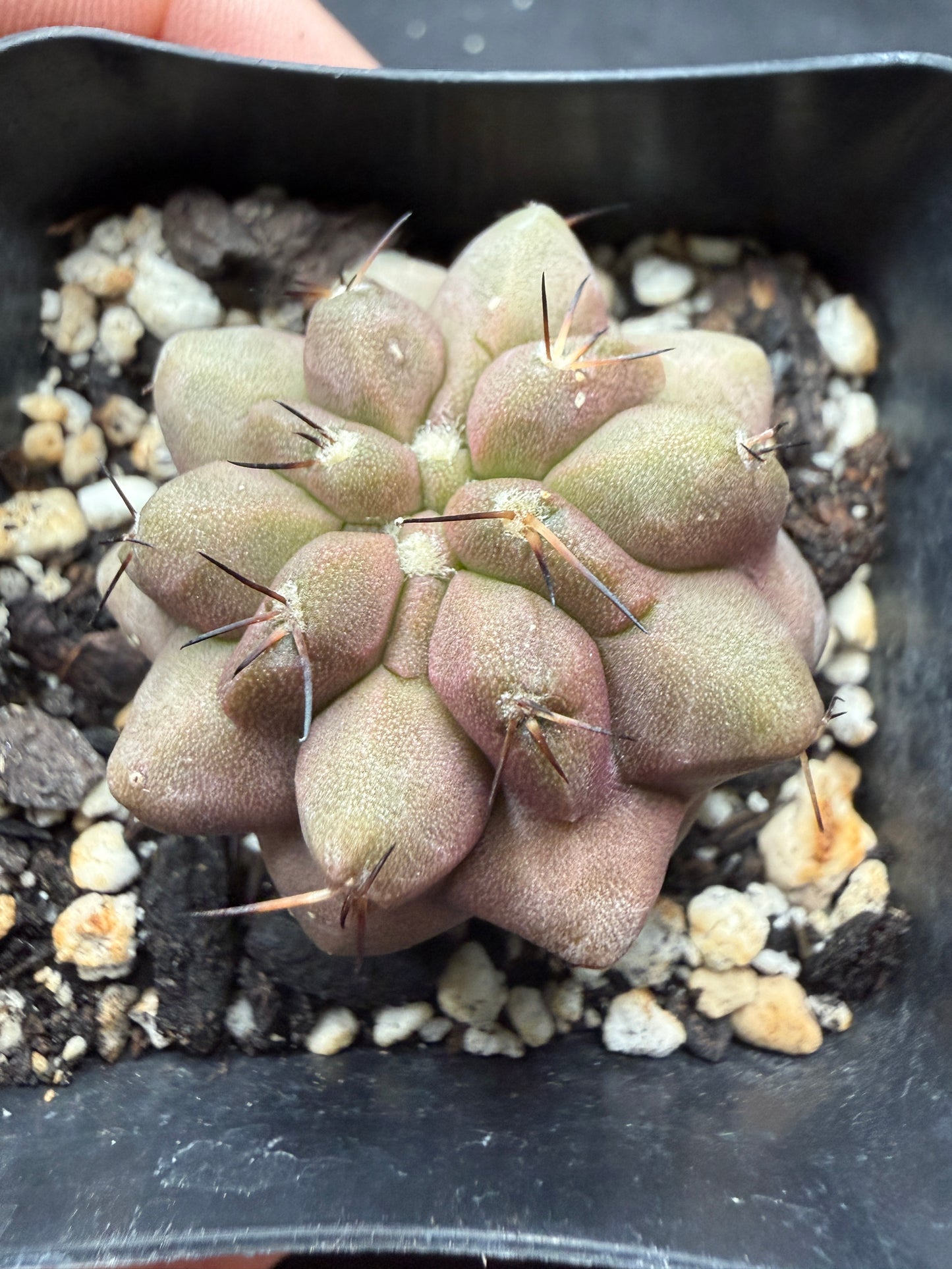 Copiapoa columna alba 815