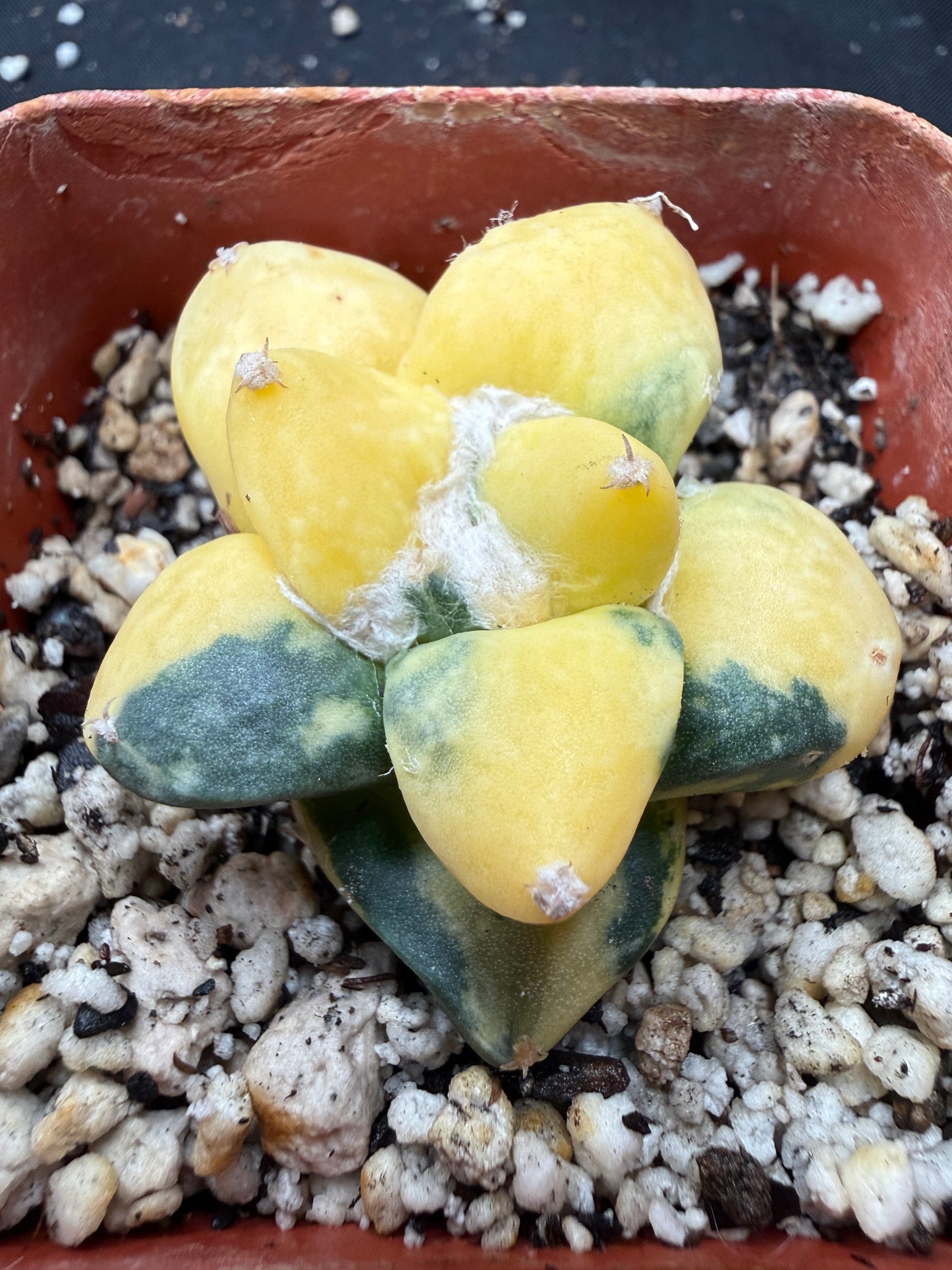 Ariocarpus cauliflower variegated on short graft 817