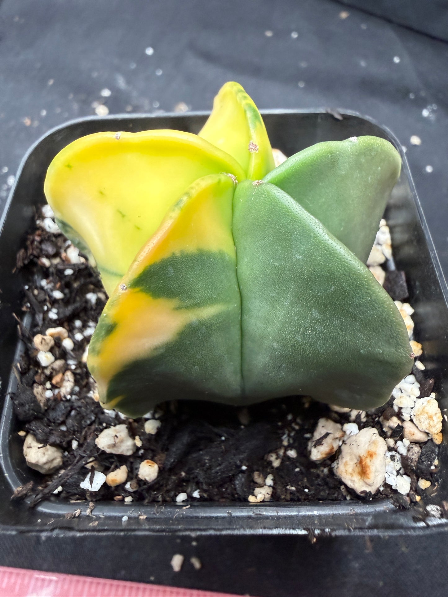 Astrophytum myriostigma variegated 853