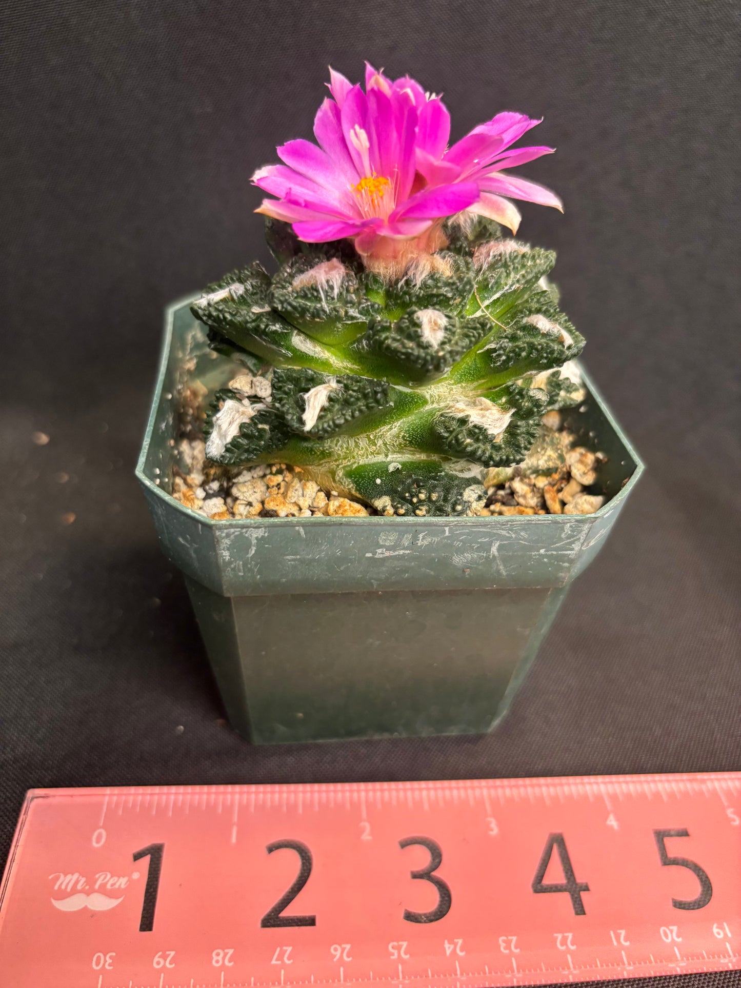 Ariocarpus Godzilla on short graft 284