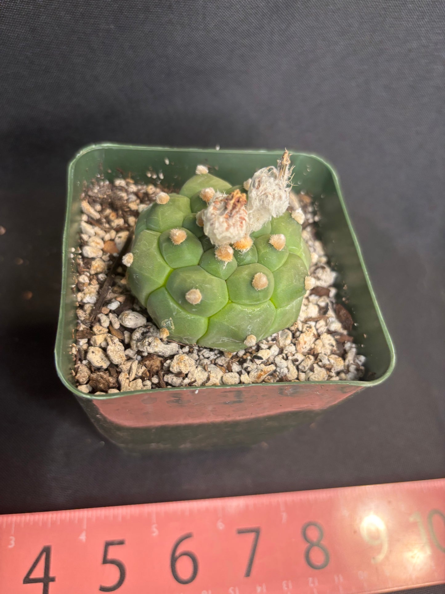 Astrophytum asterias kikko nice 301