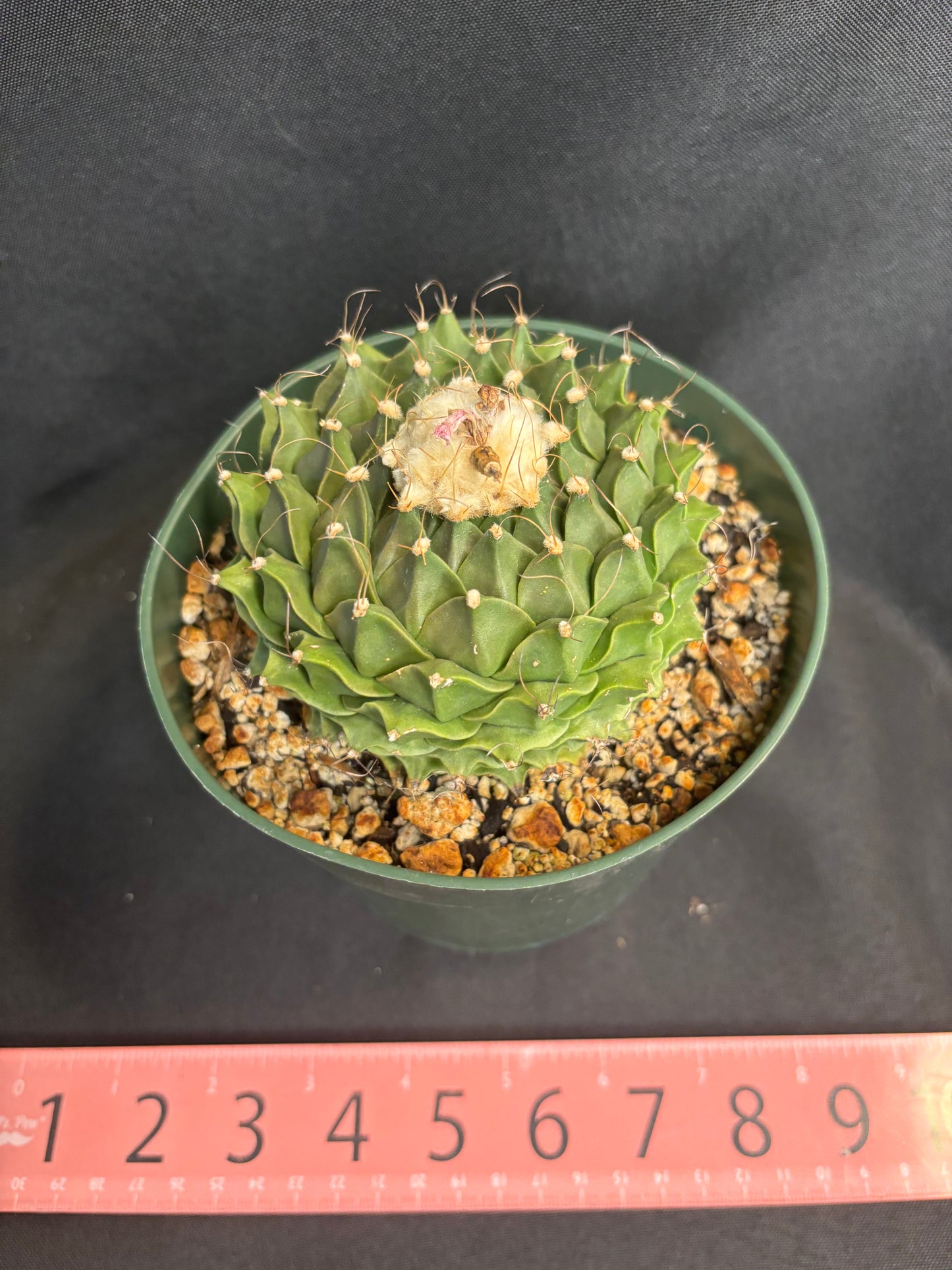 Obregonia denegrii large plant 283