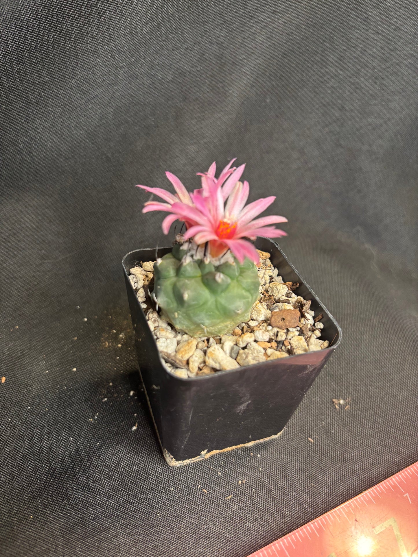 Turbinicarpus sp. 286