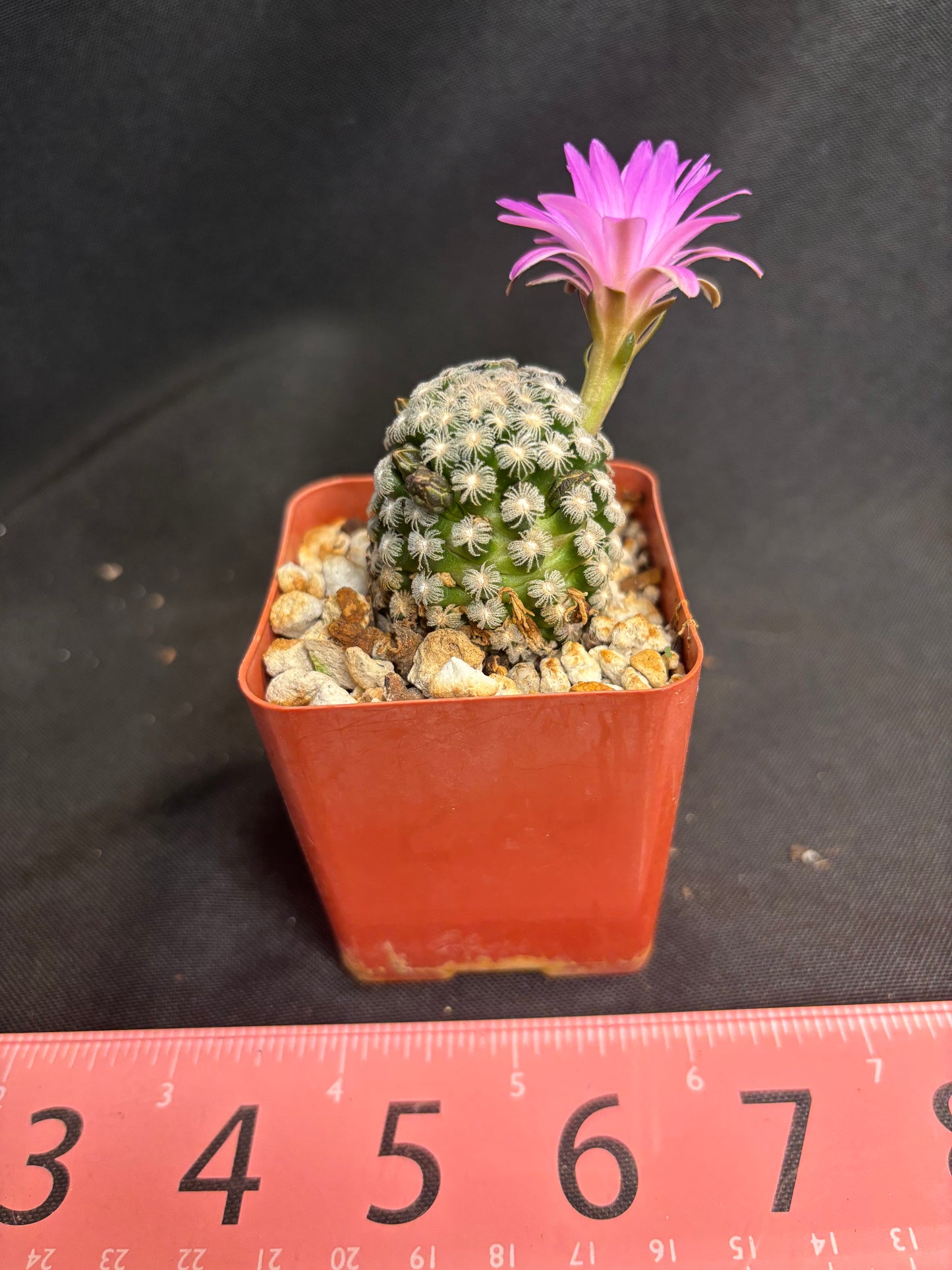 Mammillaria theresae large miniature 287