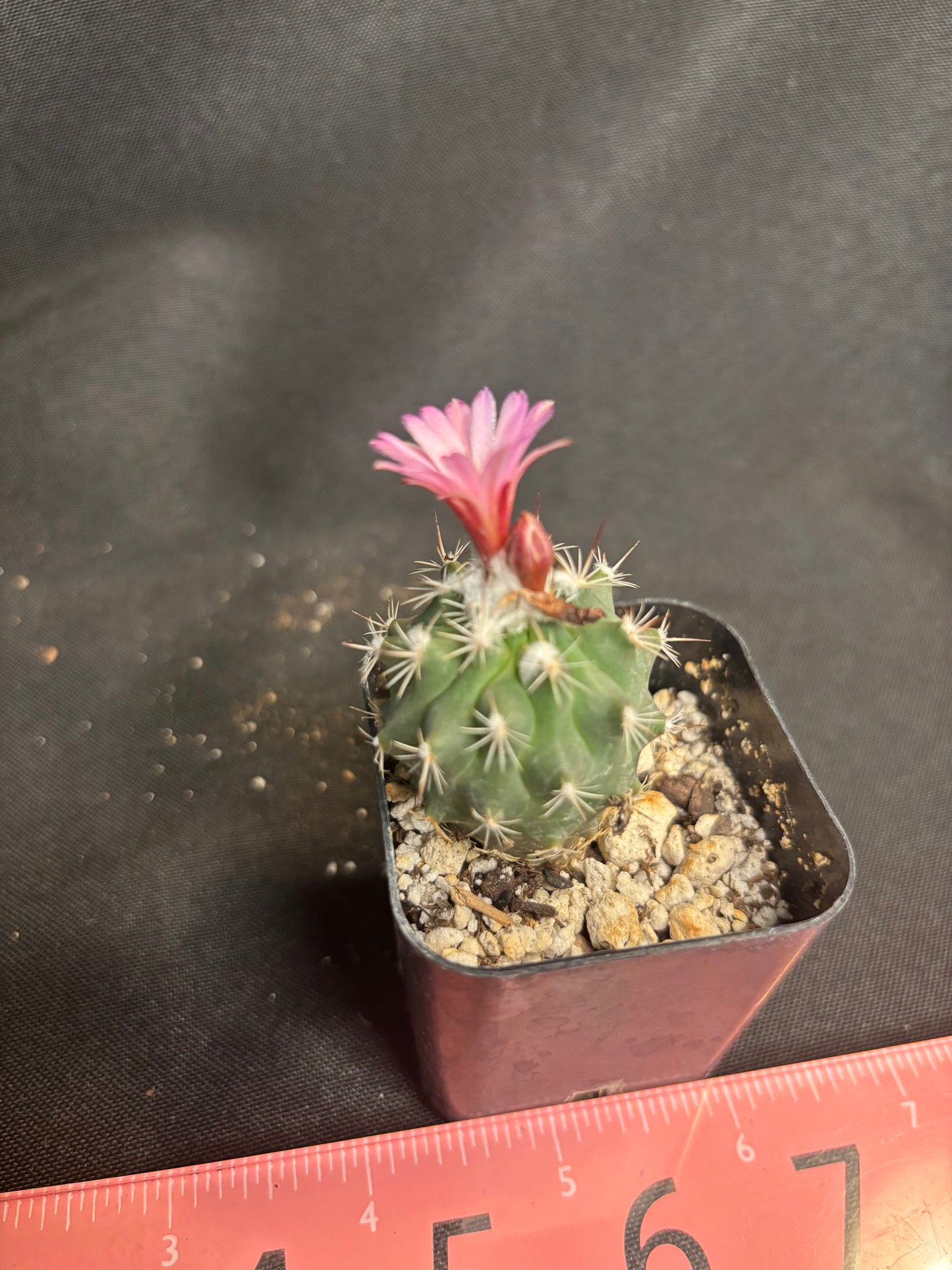 Turbinicarpus virieckii 314