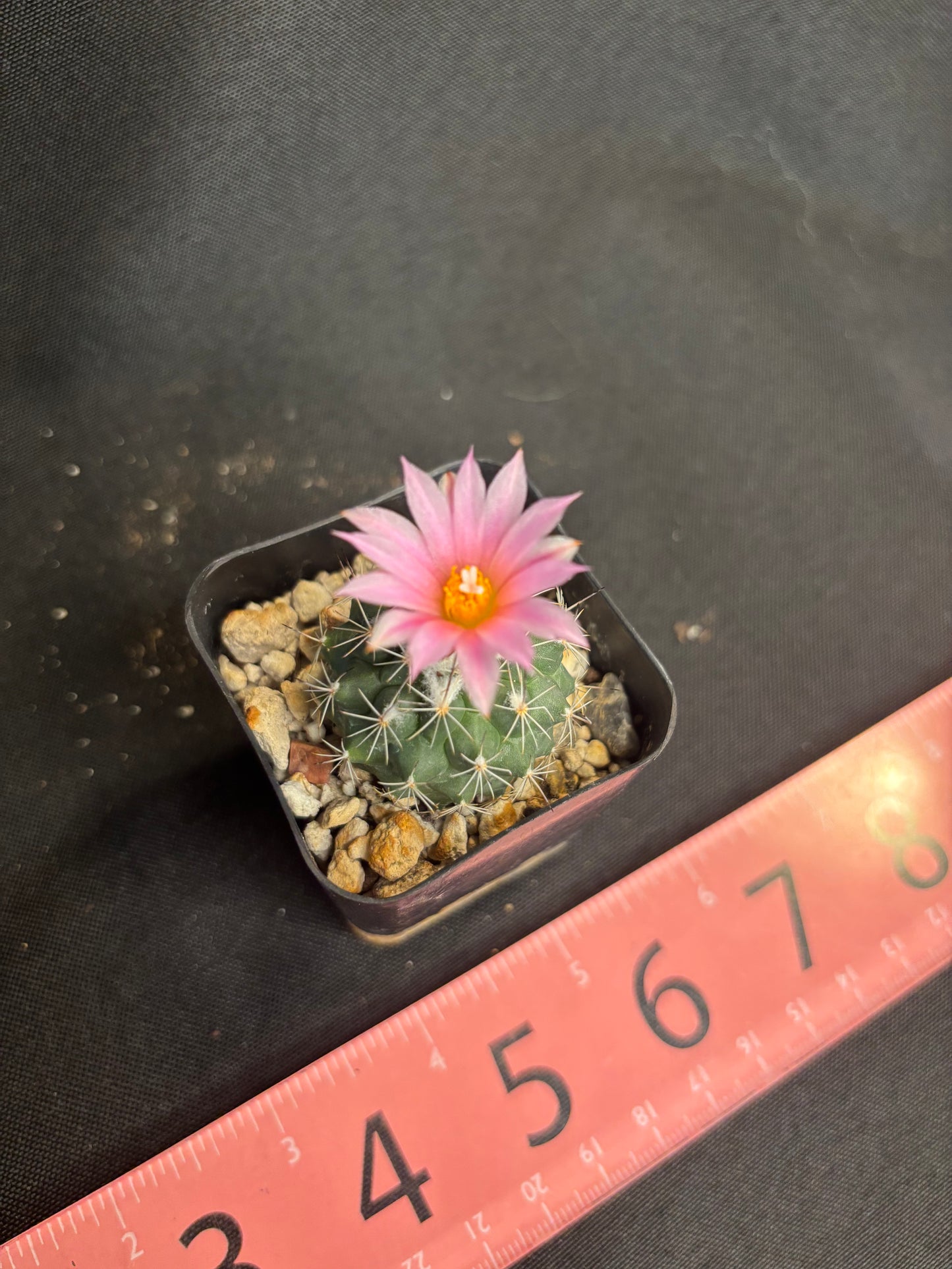 Turbinicarpus virieckii 1380
