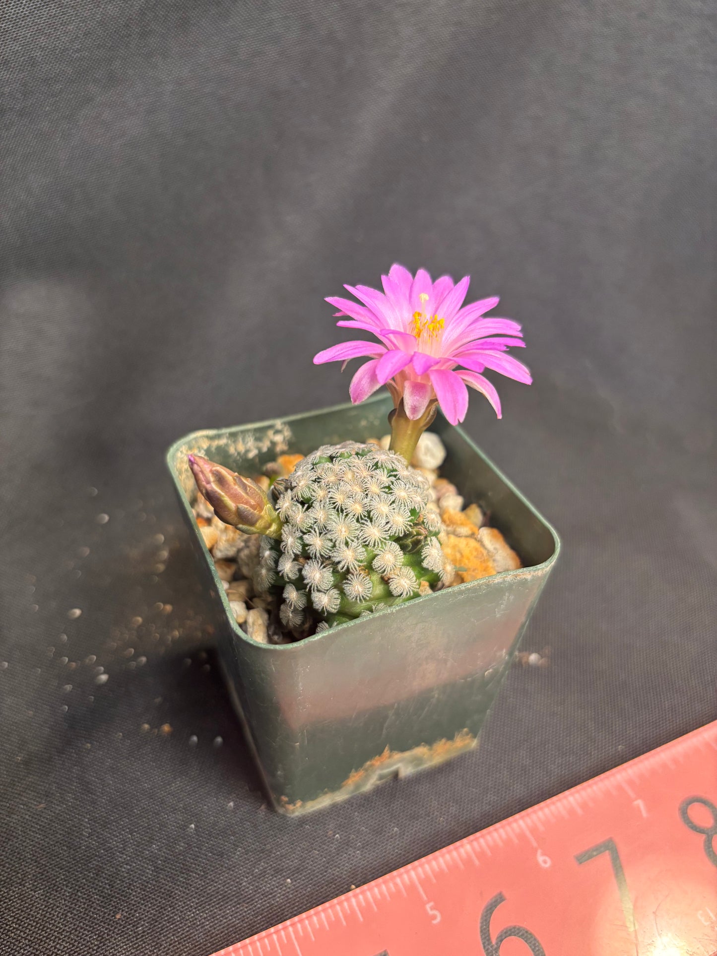 Mammillaria theresae large miniature 1231