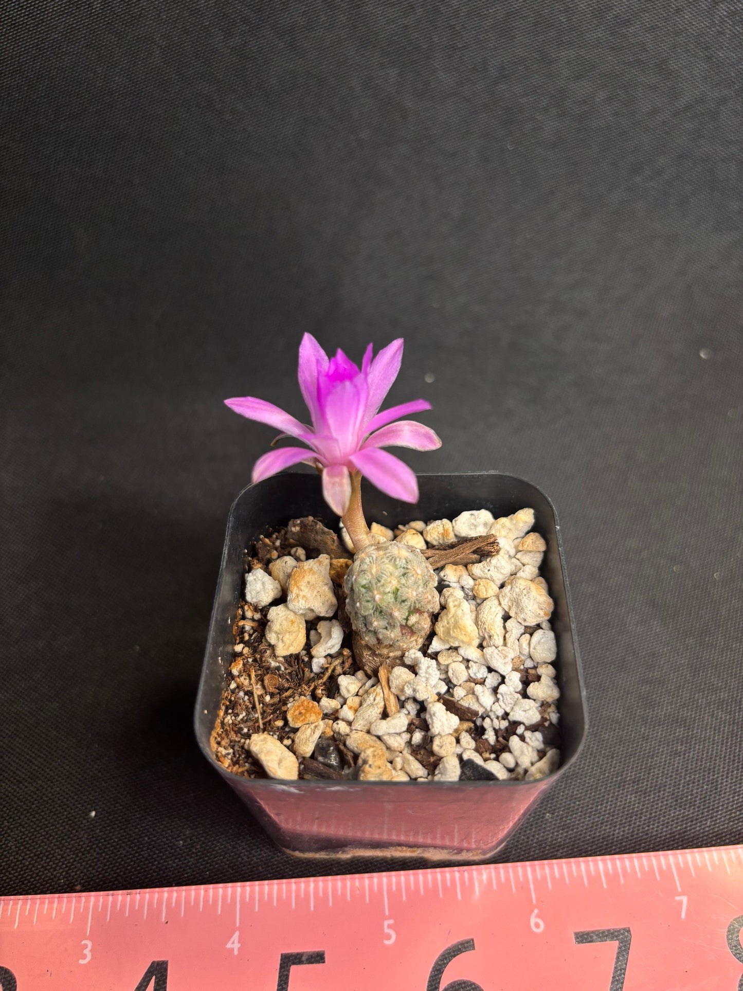 Mammillaria theresae 4976