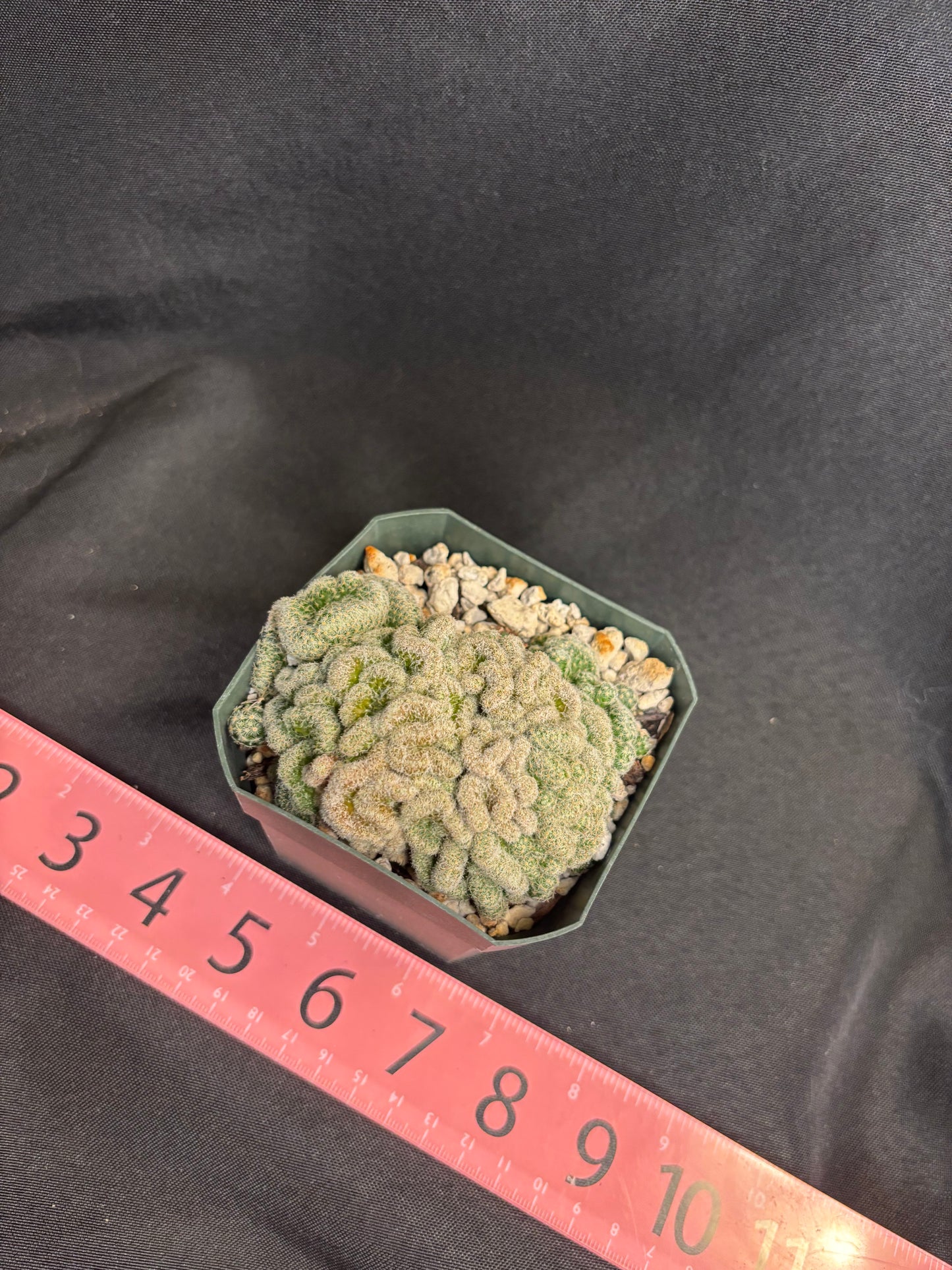 Mammillaria giselae crest 4978
