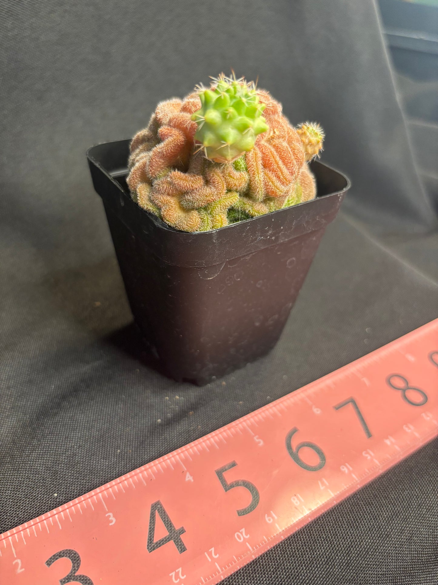 Mammillaria compressa crest 4961