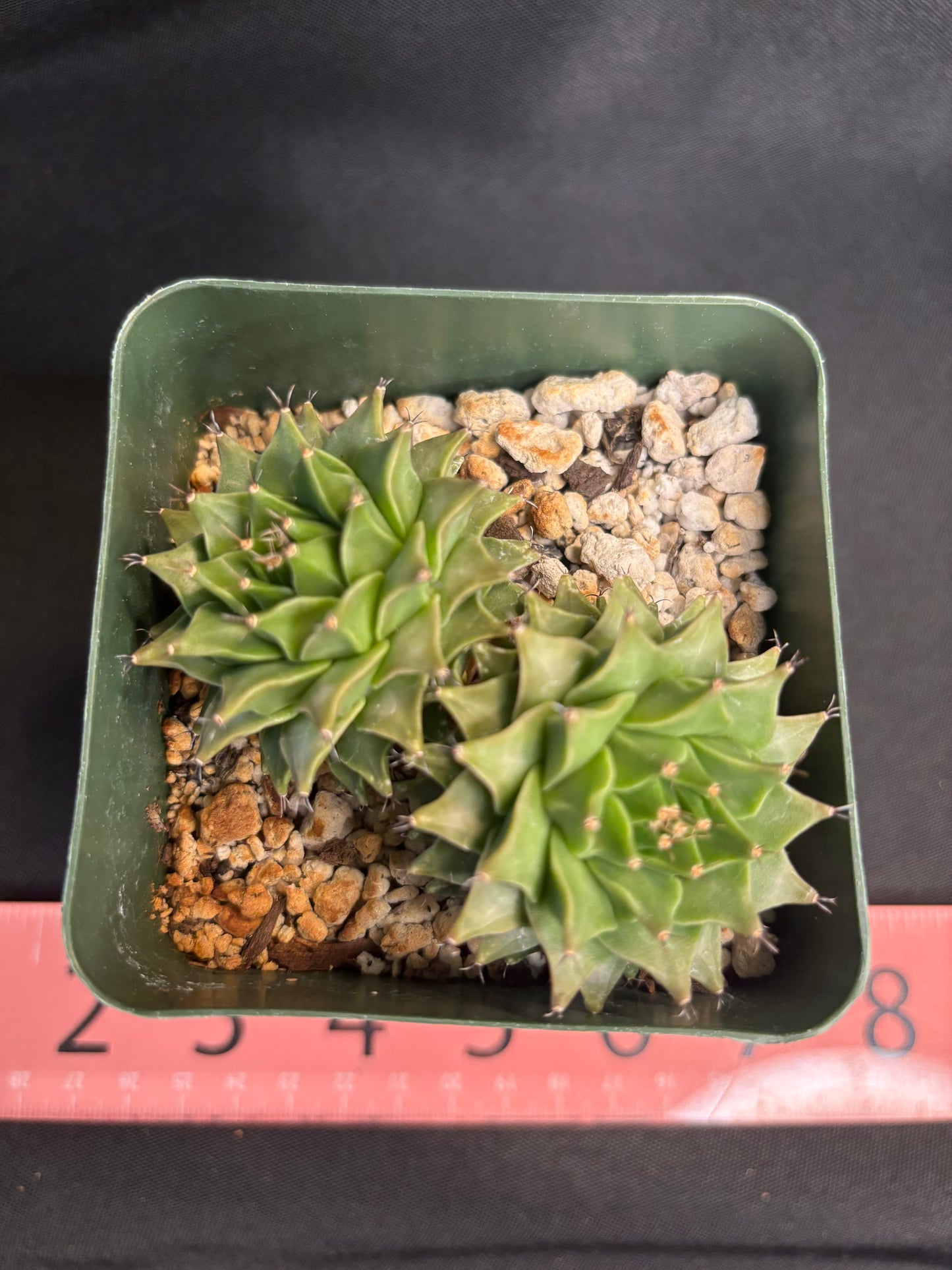 Obregonia denegrii two headed plant rare 4987