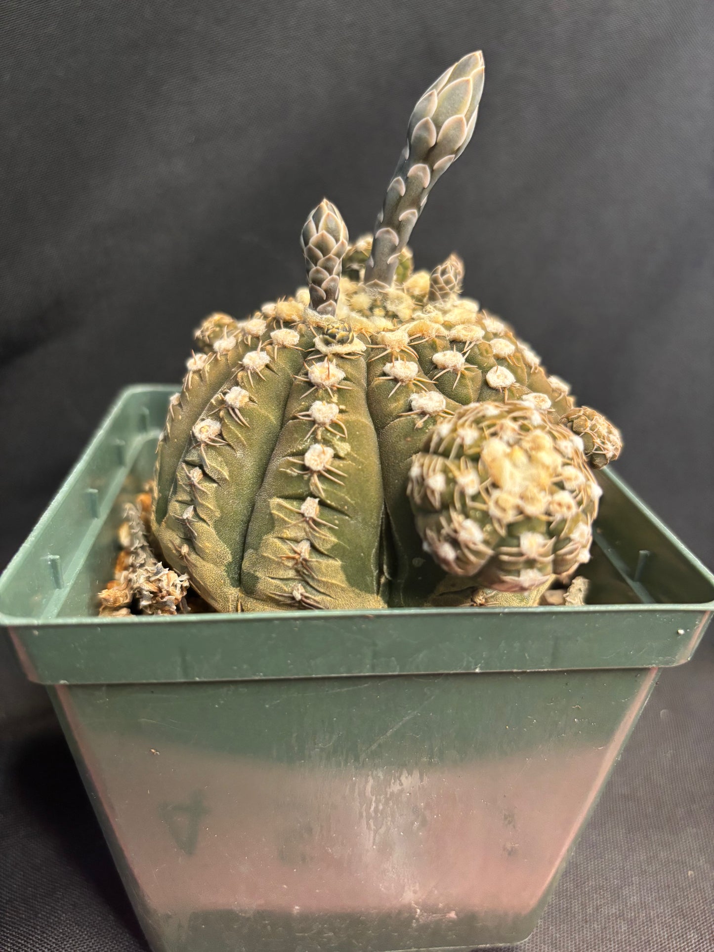 Gymnocalycium ragonesei old plant with pups 604