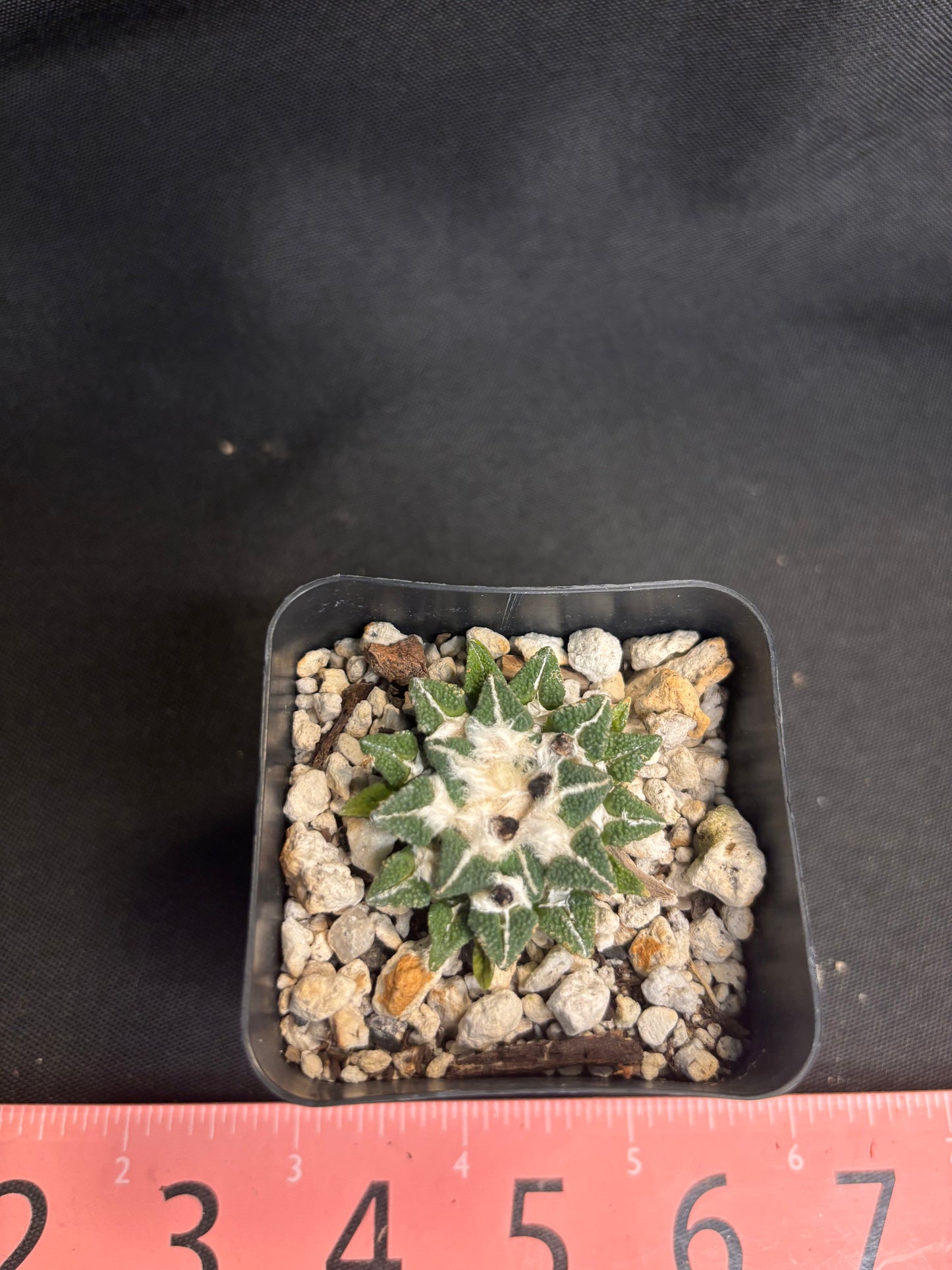 Ariocarpus kotschoubeyanus large 4203