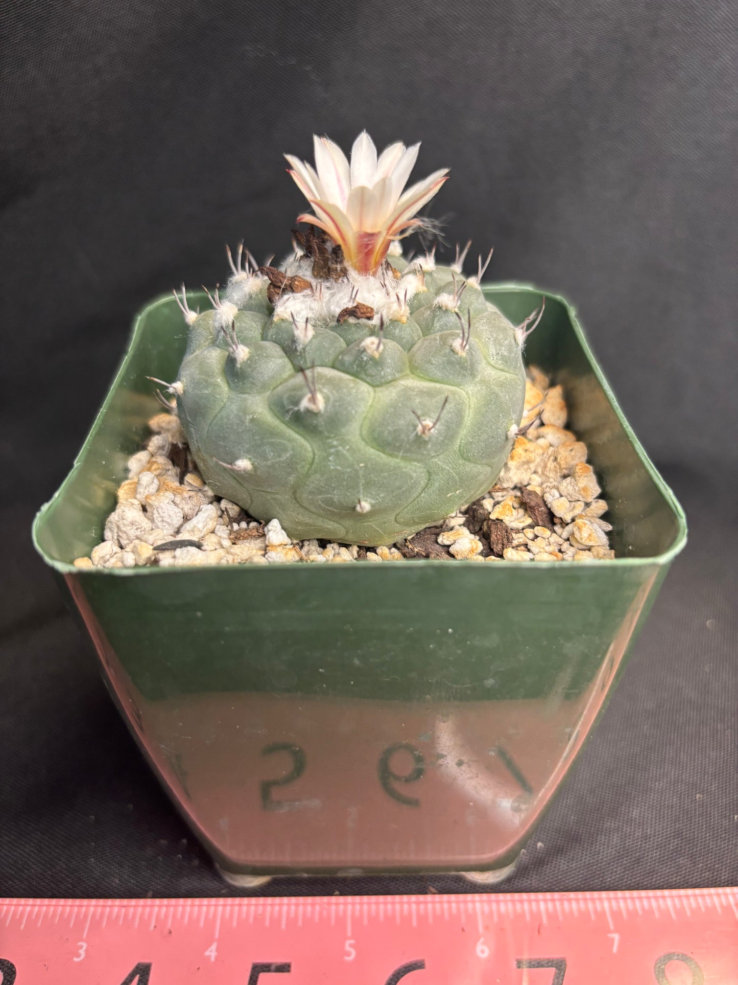 Turbinicarpus jauernigii rare 660