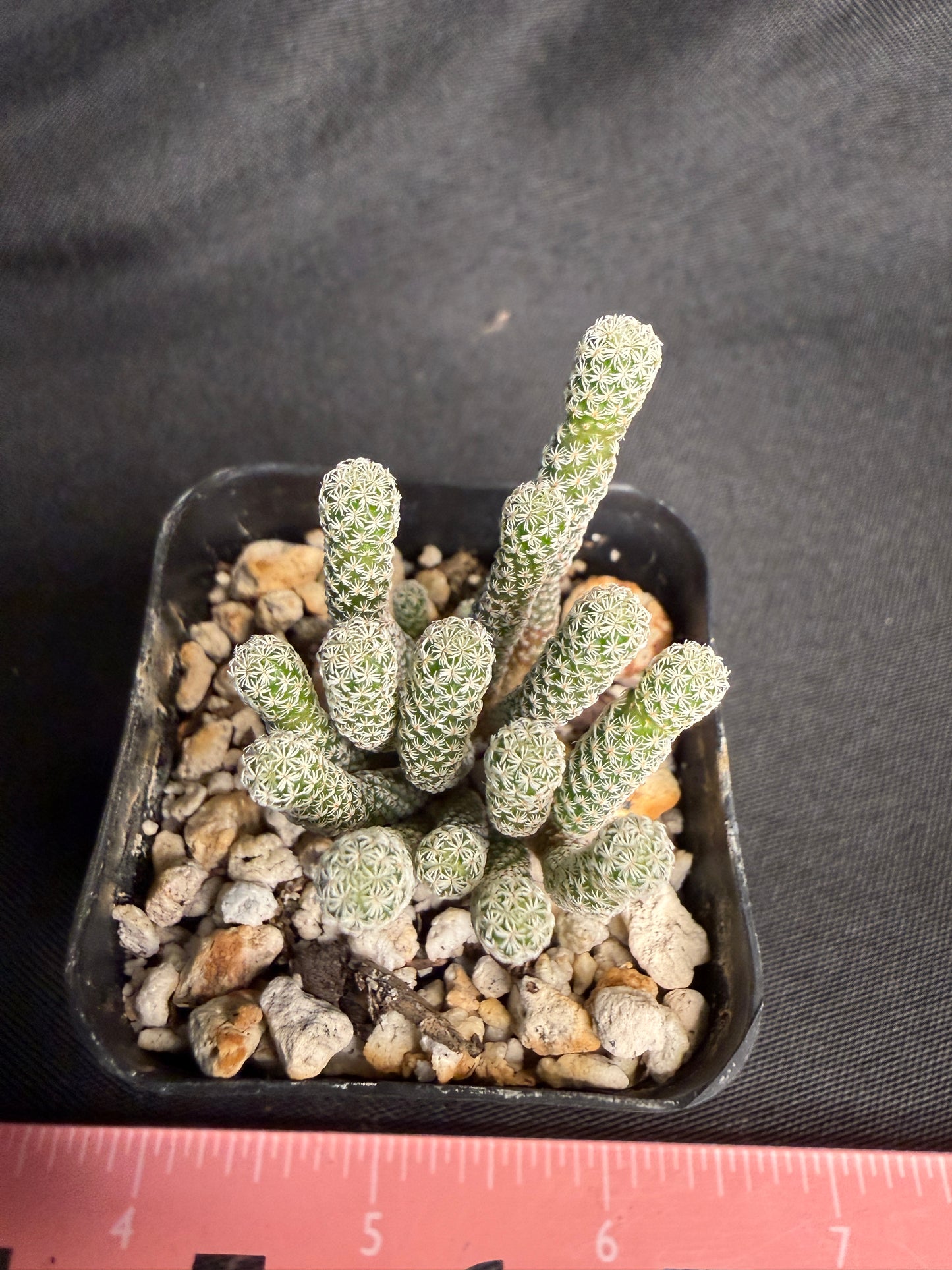 Turbinicarpus minima 1224