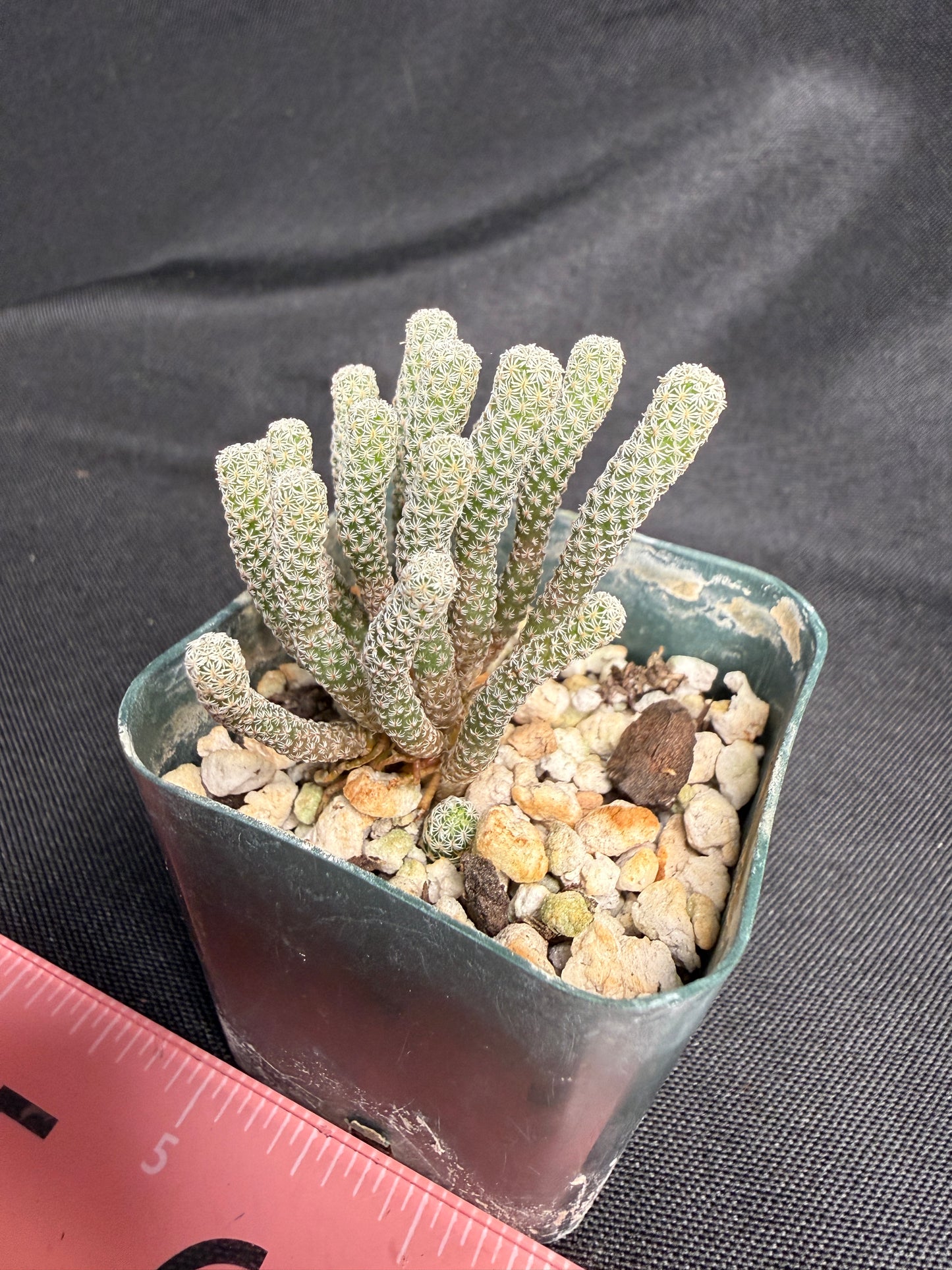 Turbinicarpus minima 1293