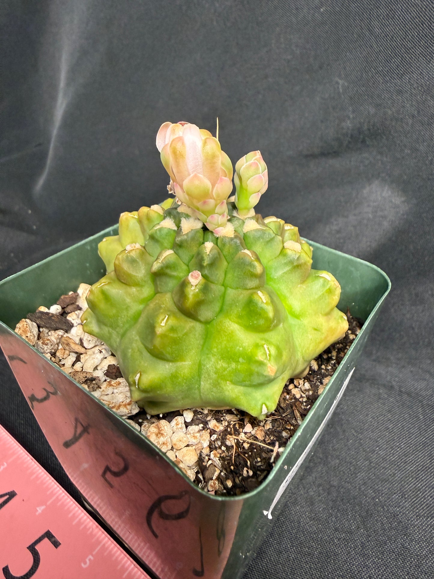 Gymnocalycium transformer 1290