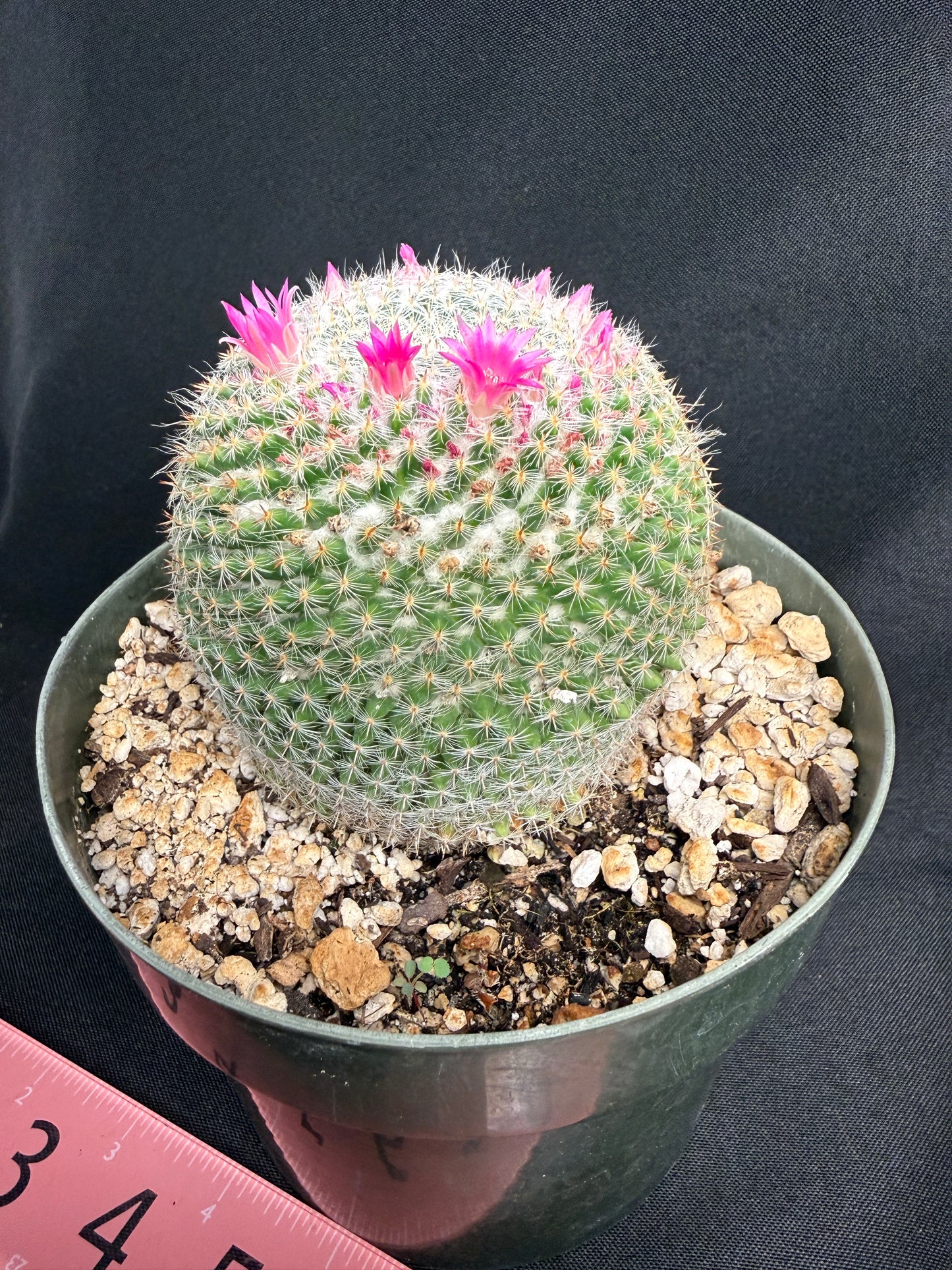 Mammillaria perbella large 1308