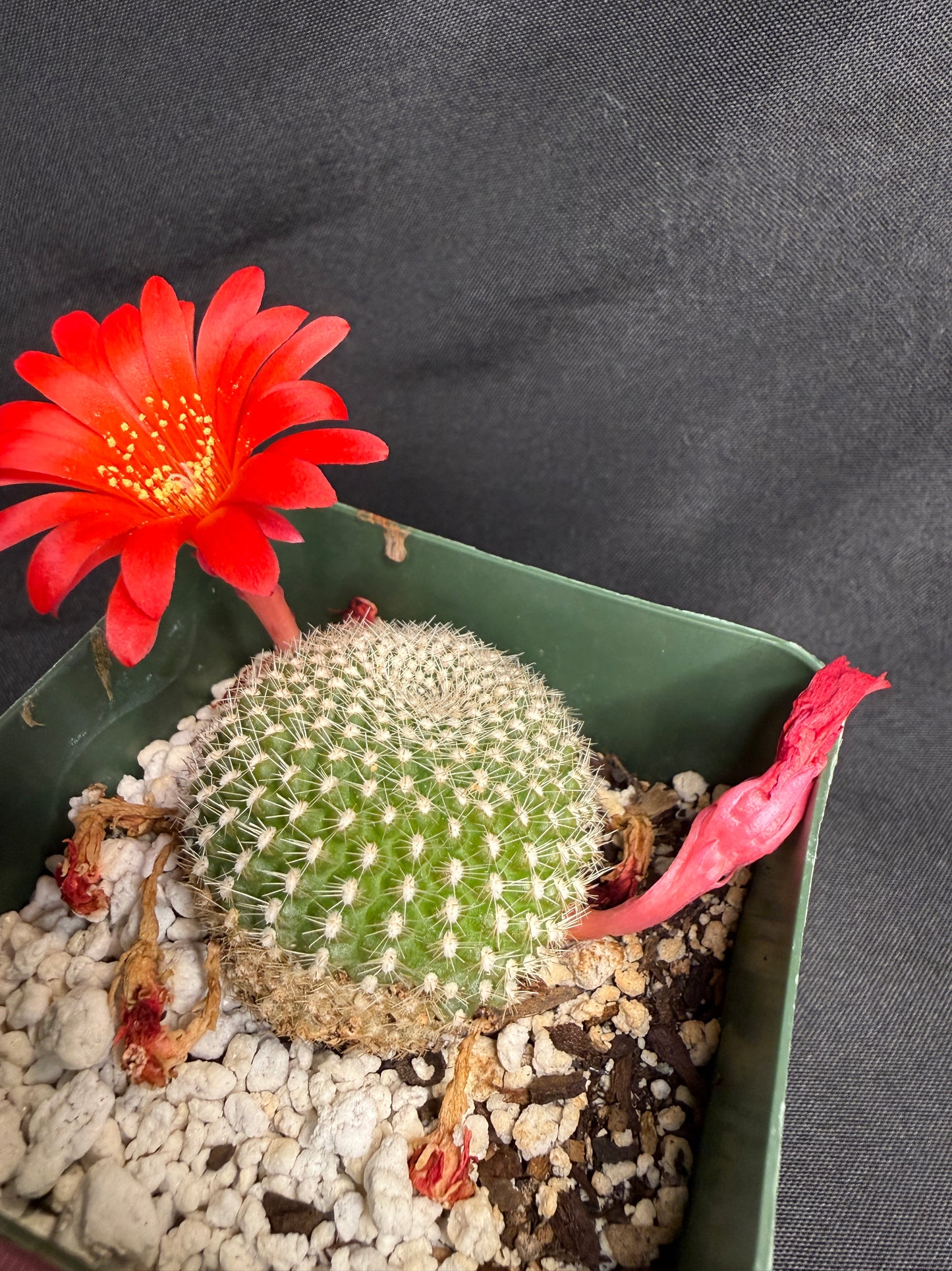 Rebutia krainziana red 1329