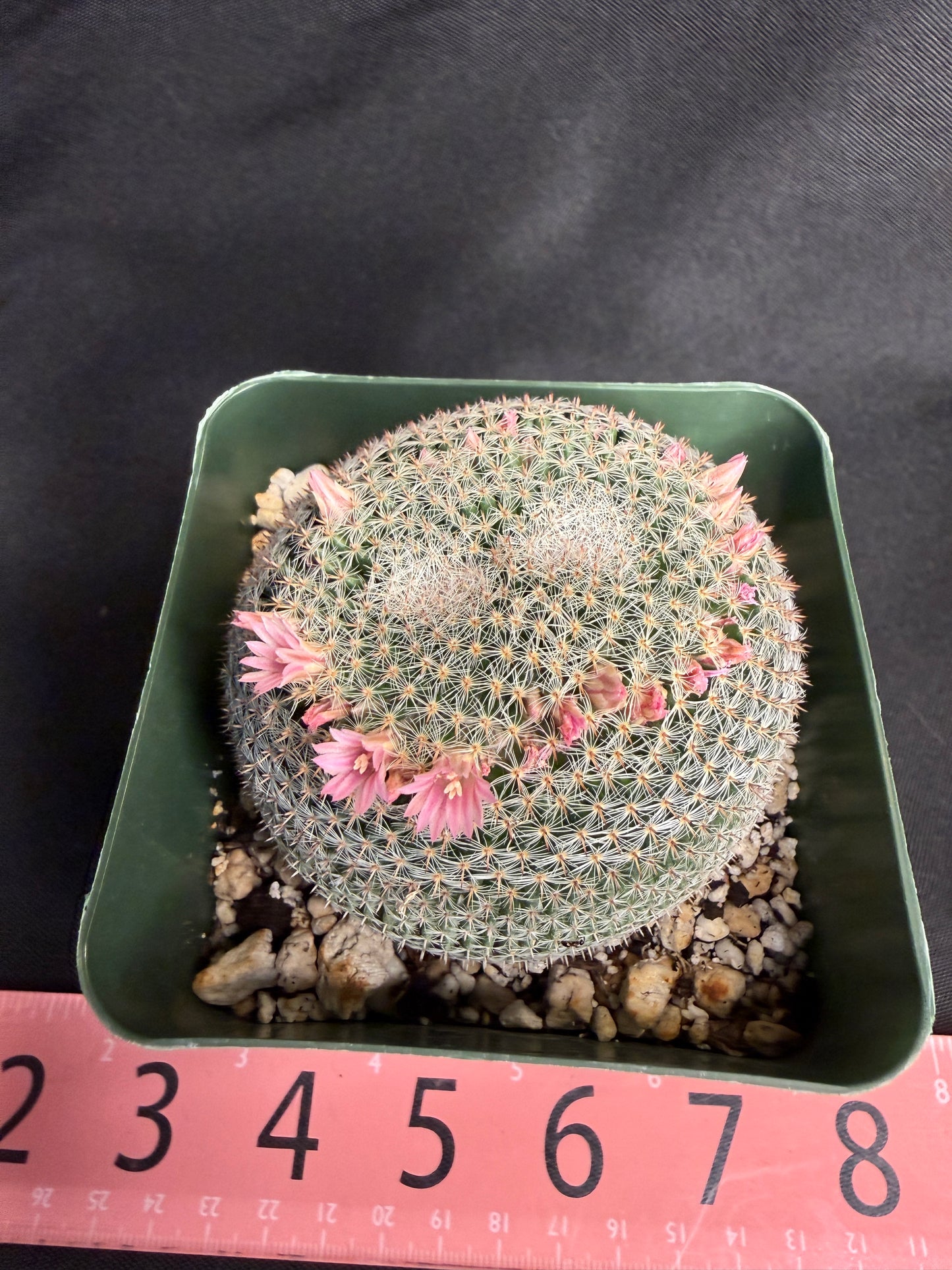 Mammillaria perbella dichotomous 4985