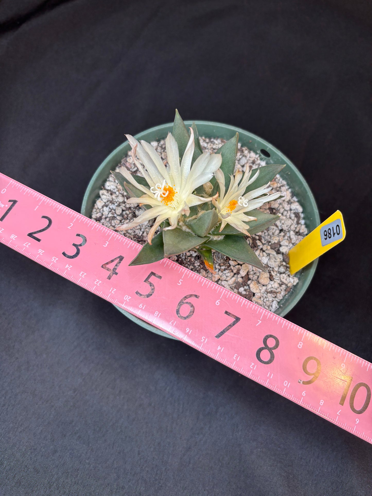Ariocarpus trigonus large 186