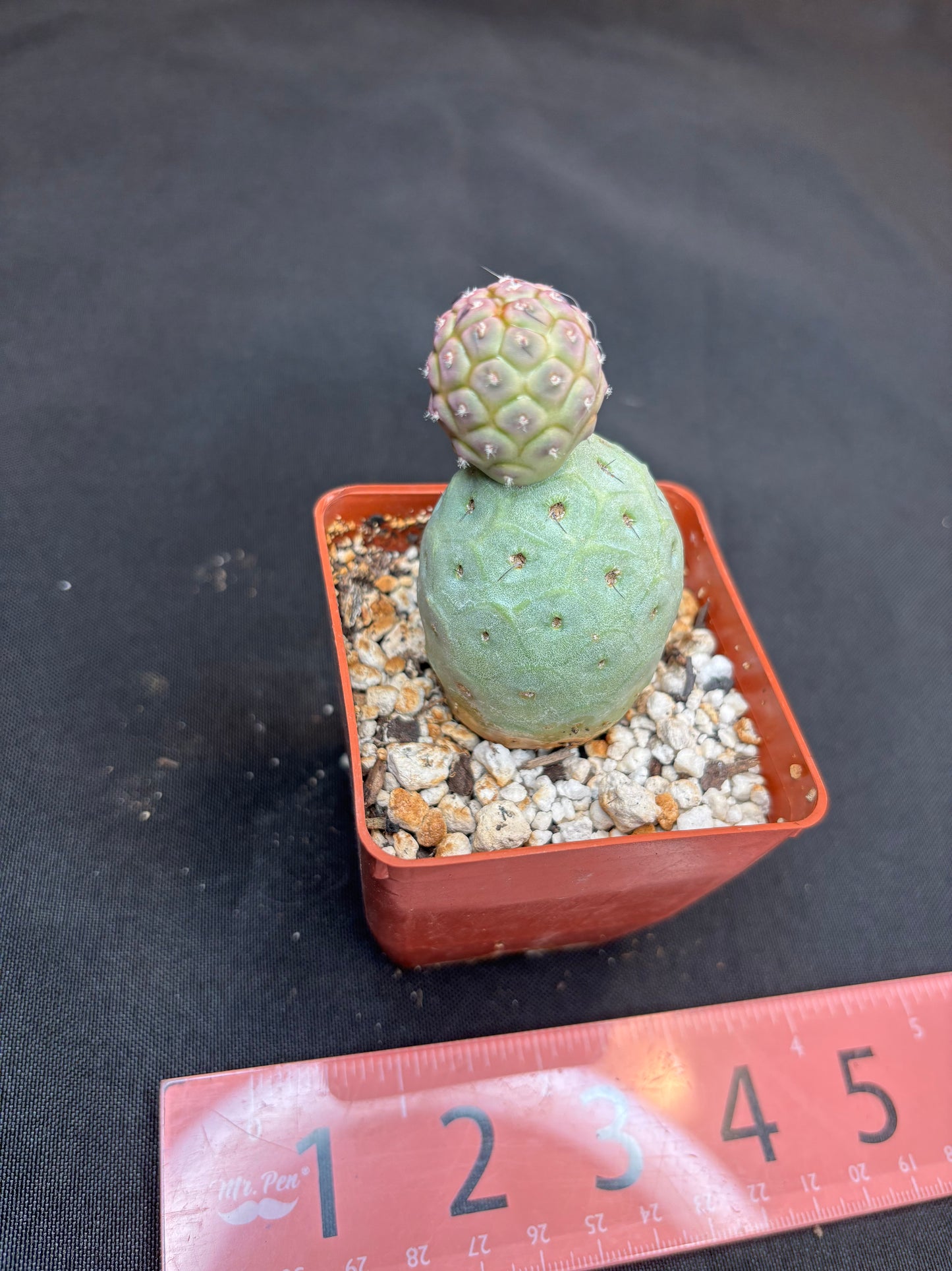 Tephrocactus geometricans 261