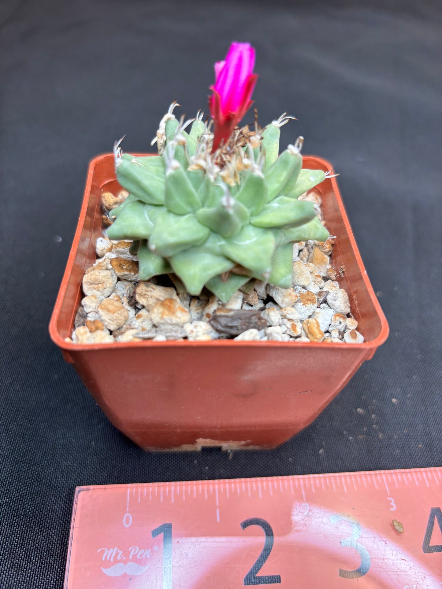 Turbinicarpus Alonsoi 179