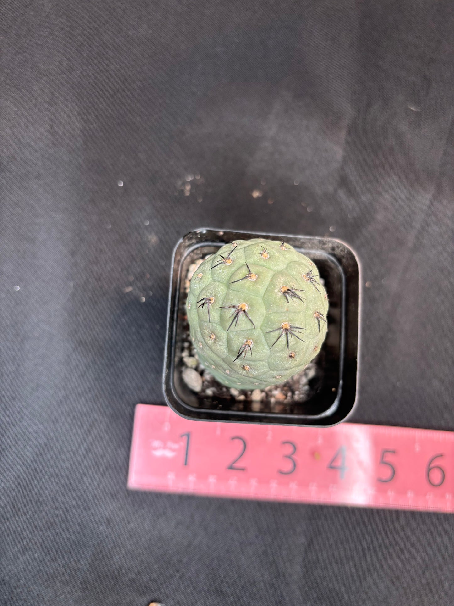 Tephrocactus geometricans 324